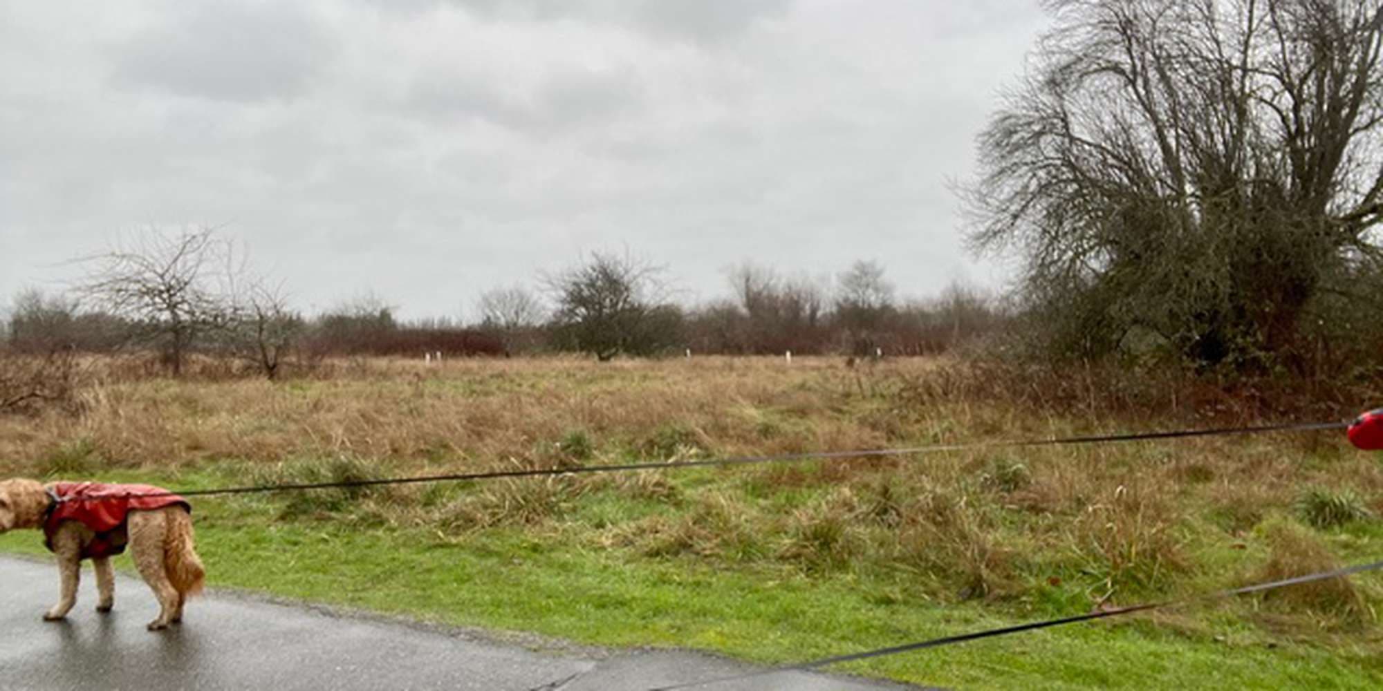 Second image to compare