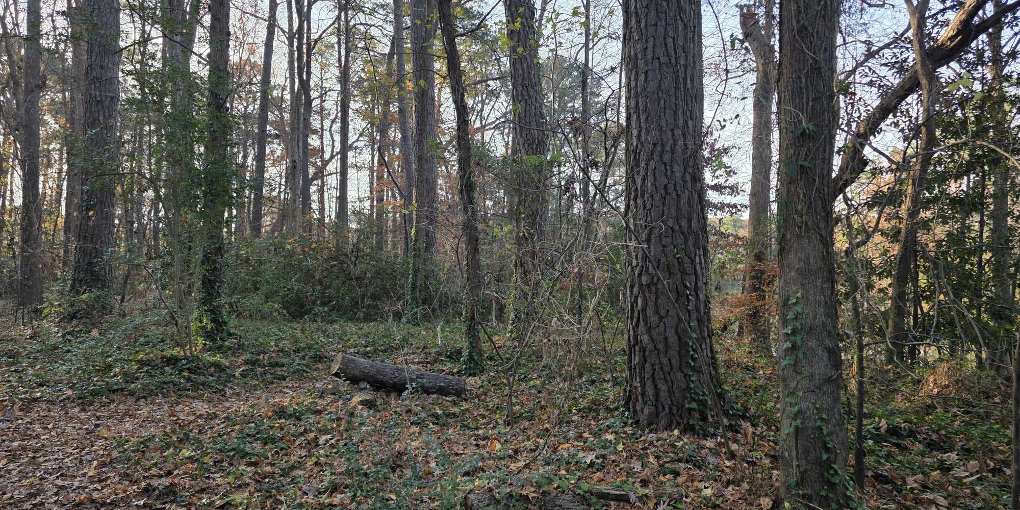 Second image to compare