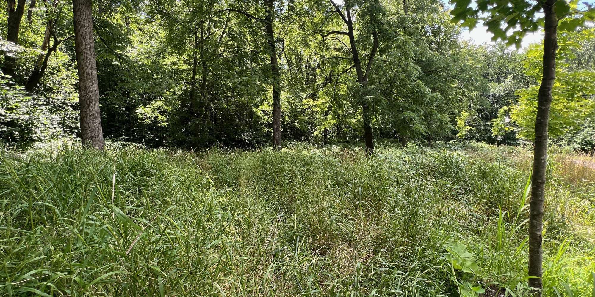 First image to compare