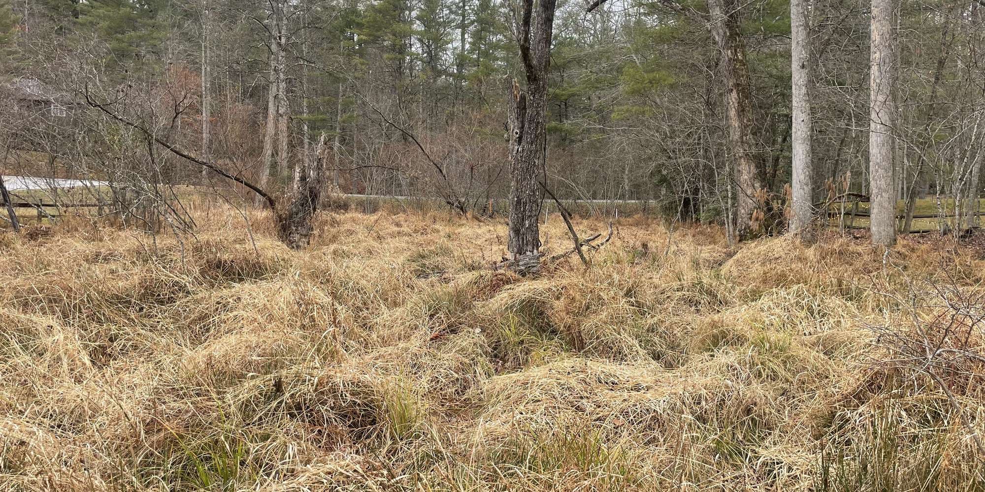 Second image to compare