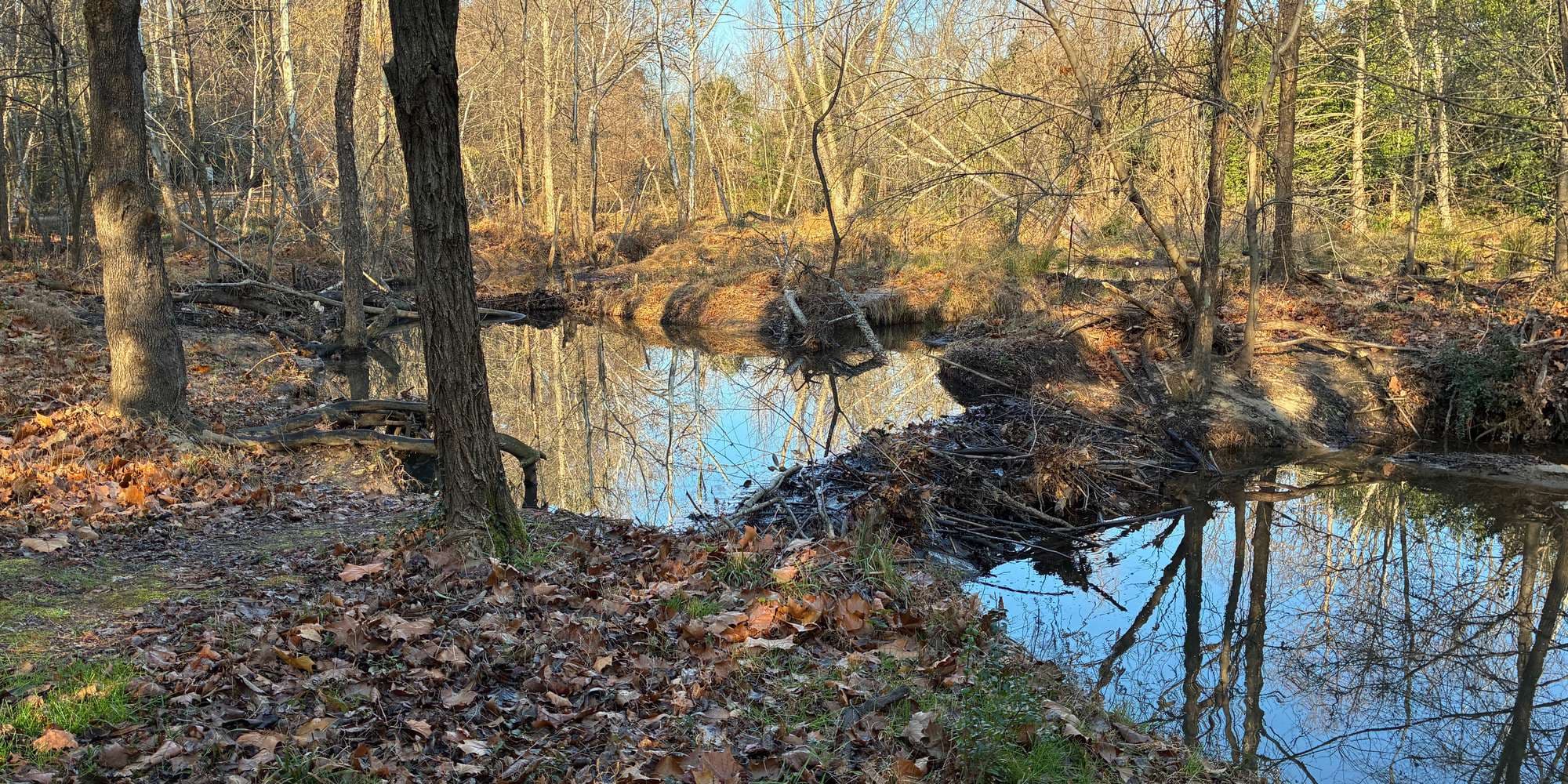 Second image to compare