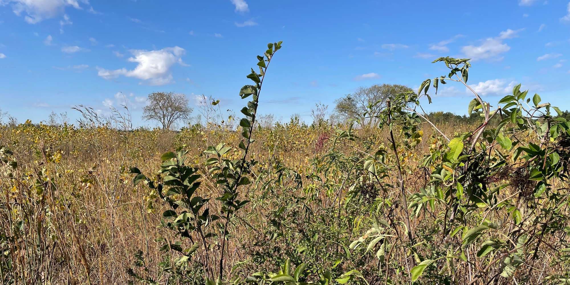 Second image to compare