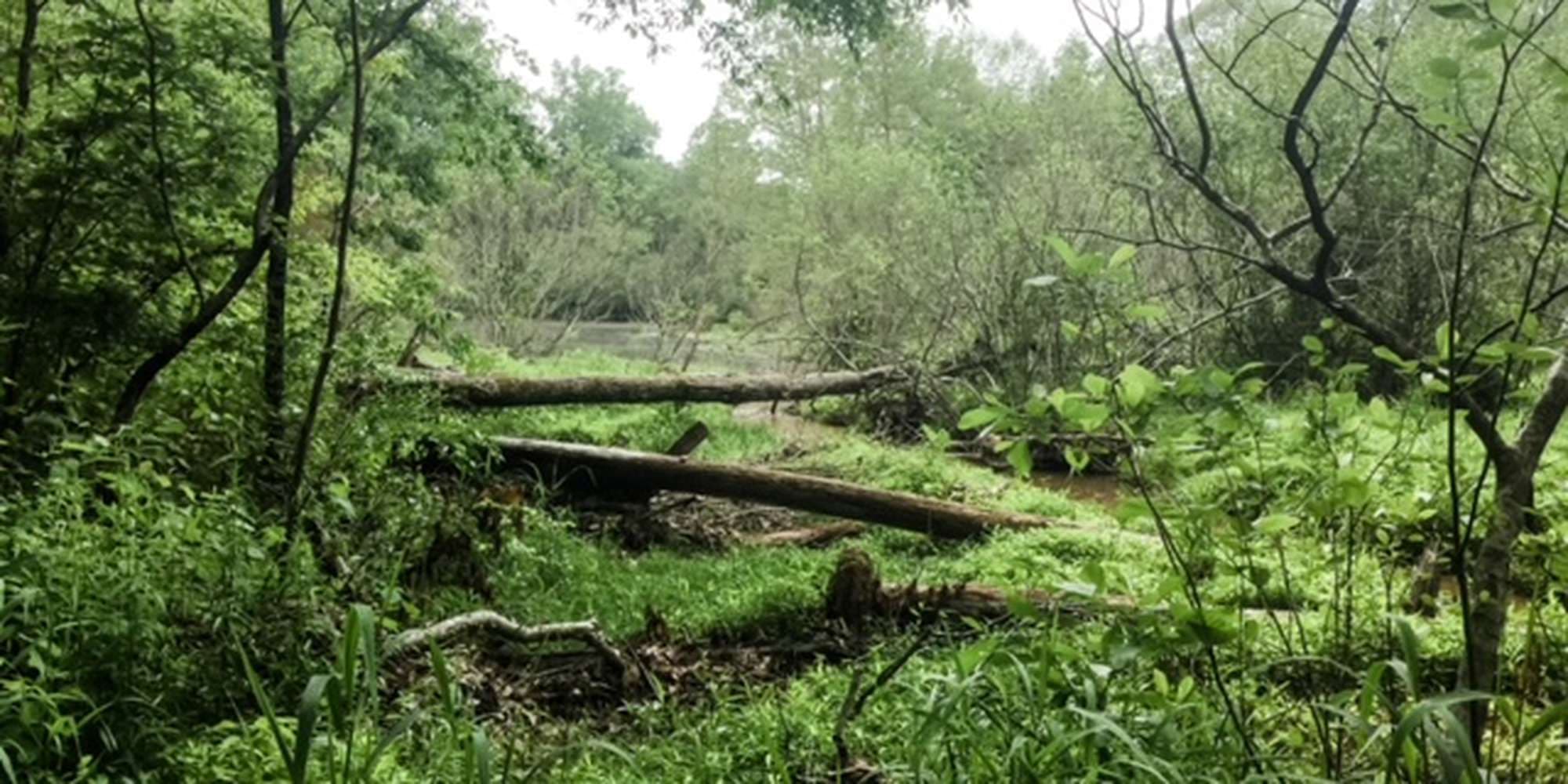 First image to compare