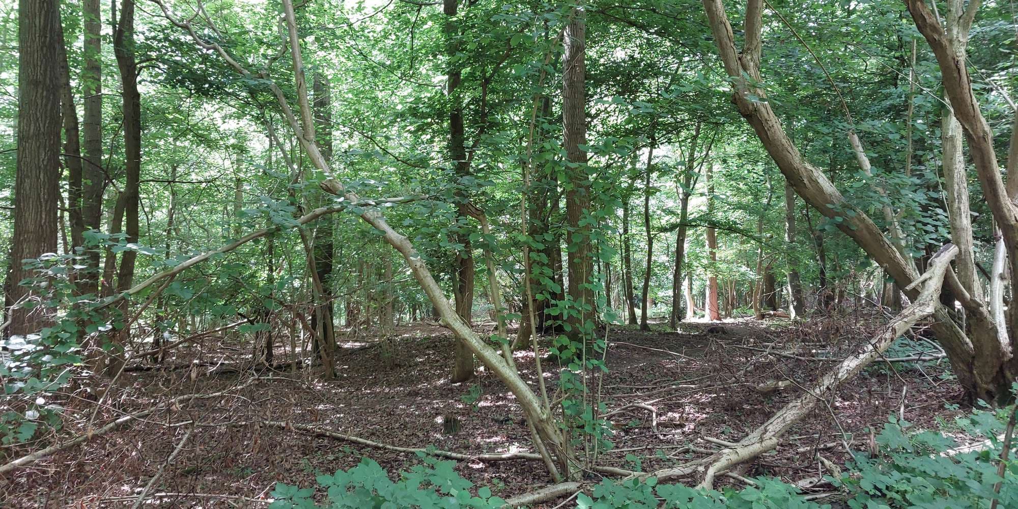 First image to compare