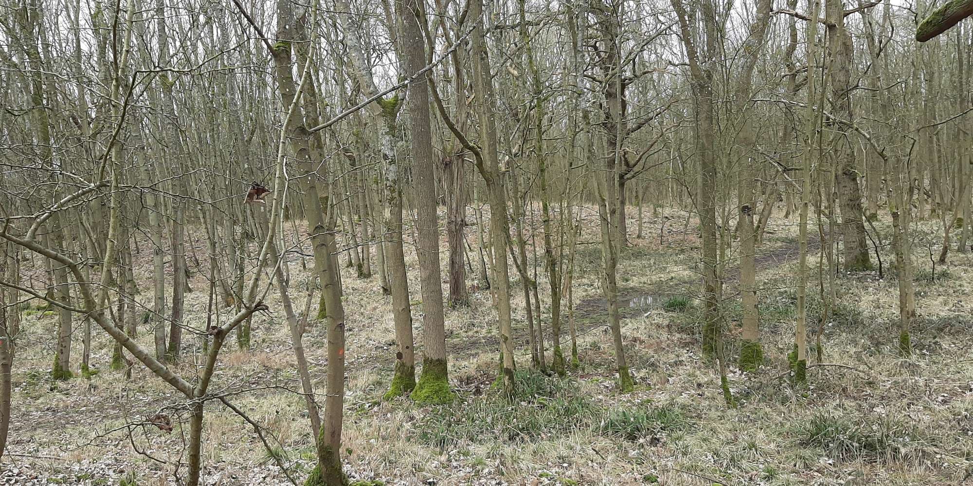 First image to compare