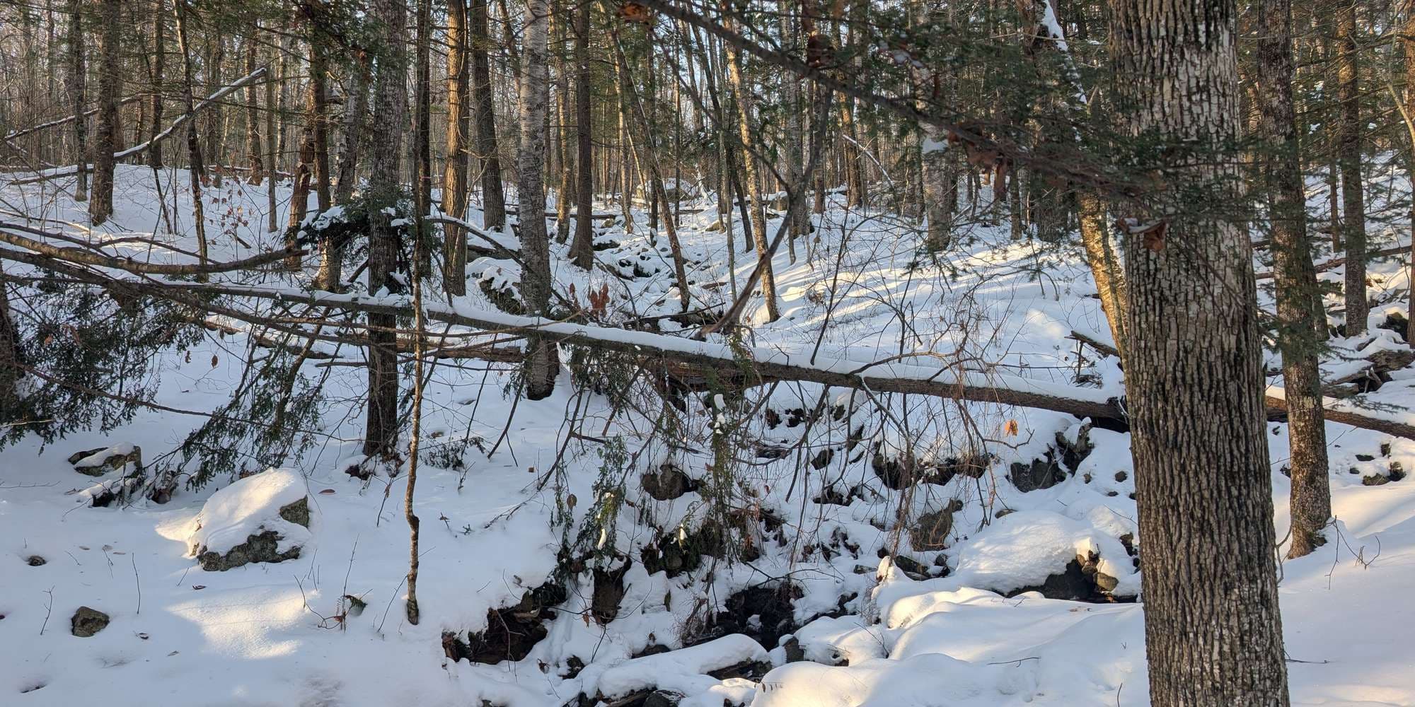 Second image to compare