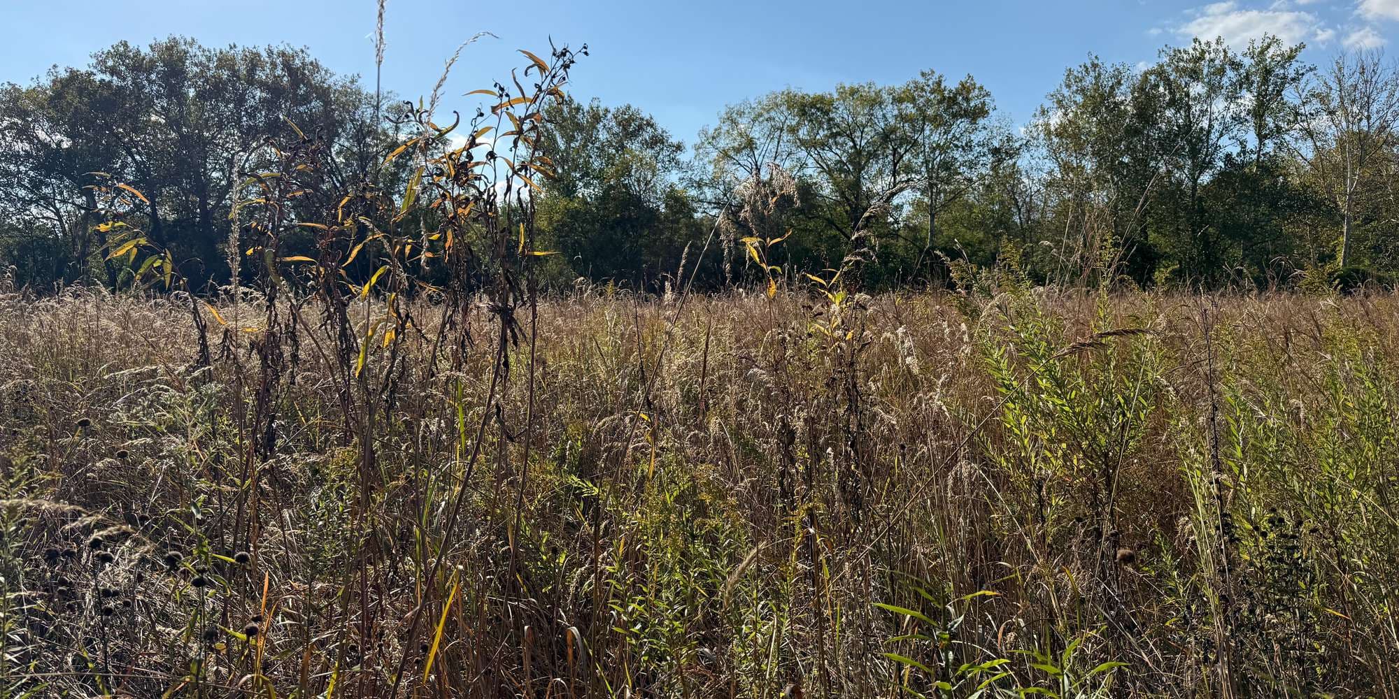 Second image to compare