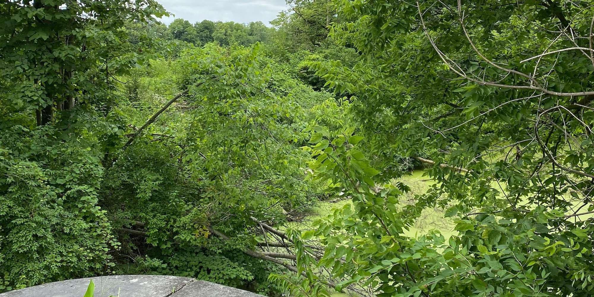 First image to compare