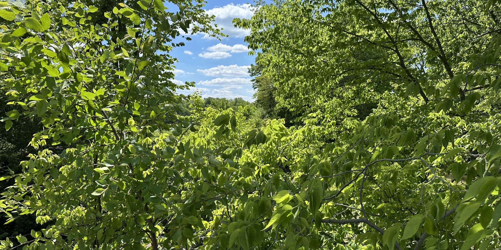 Second image to compare