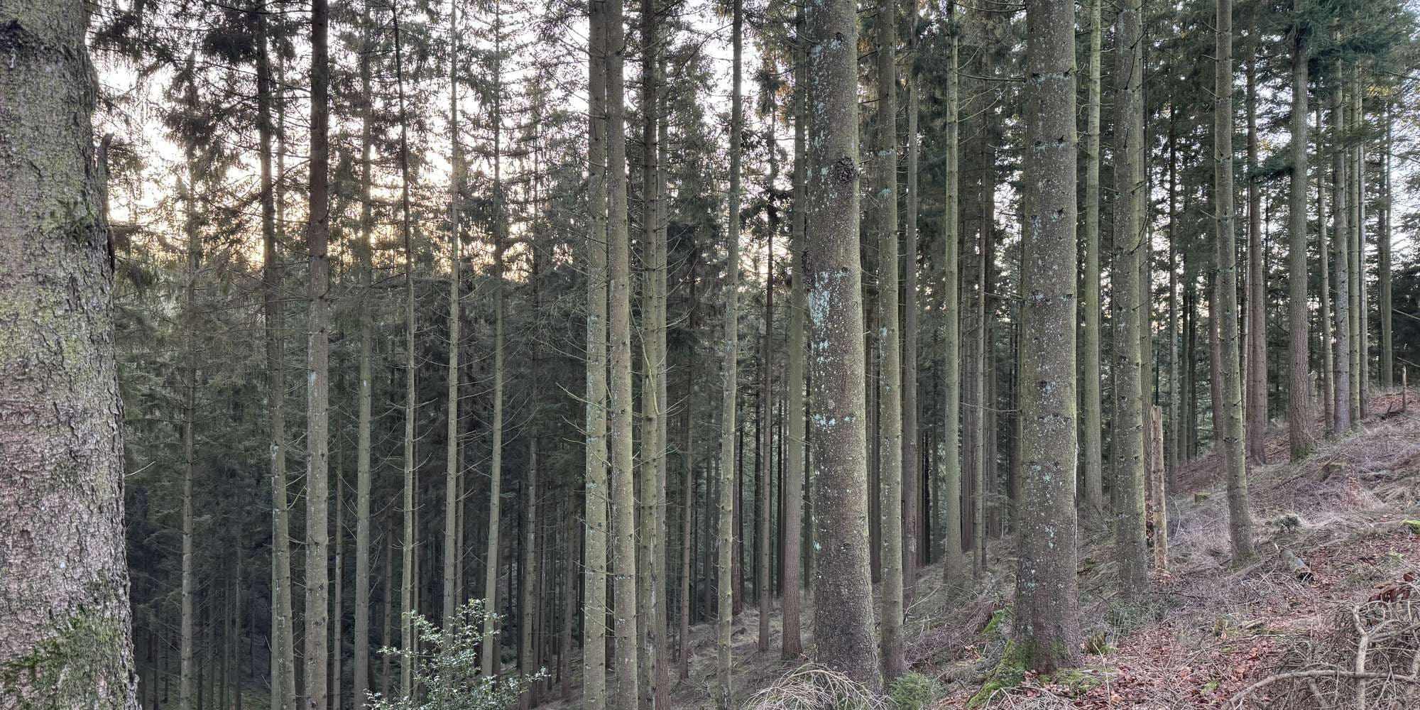 Second image to compare