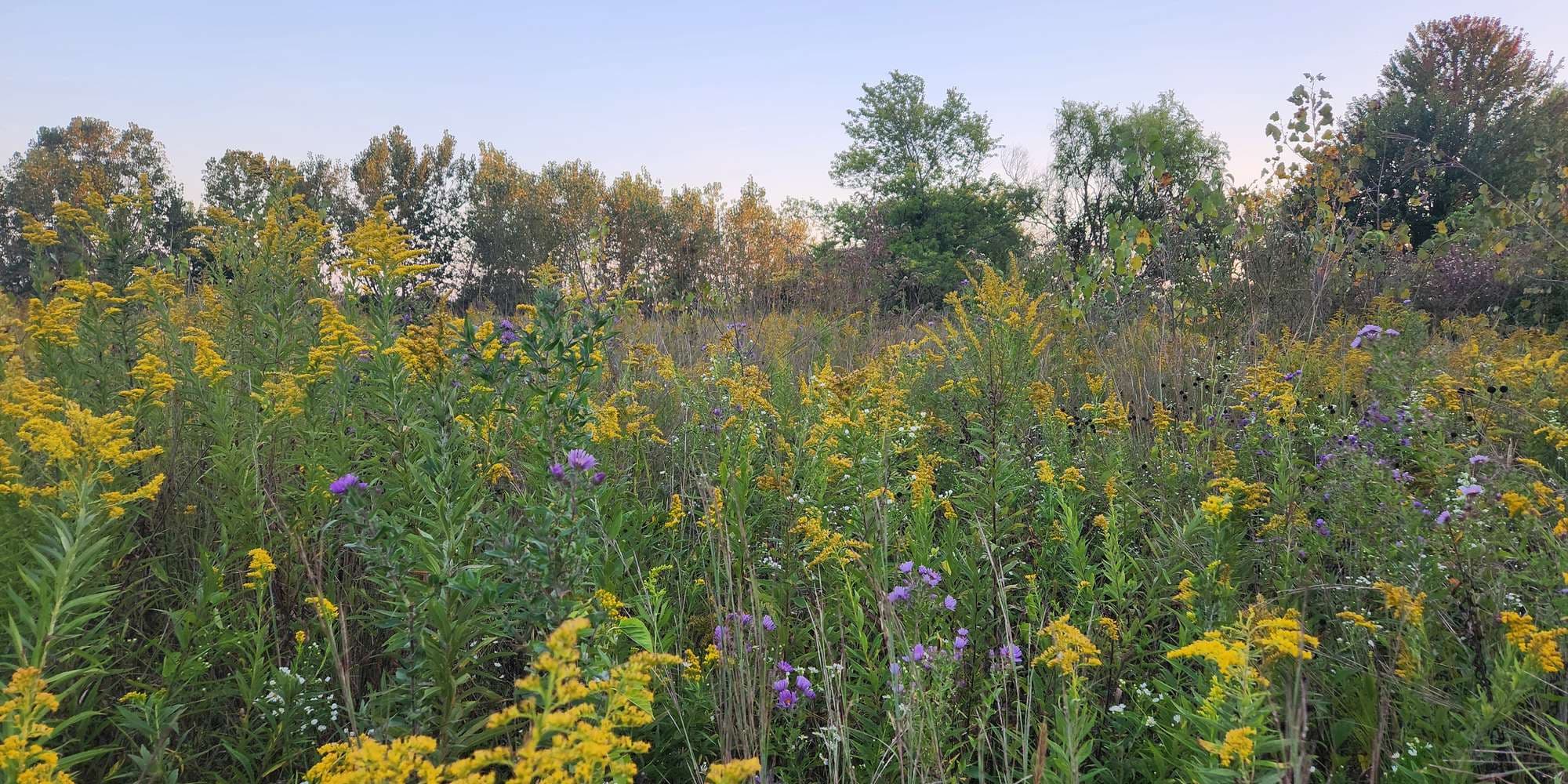 Second image to compare