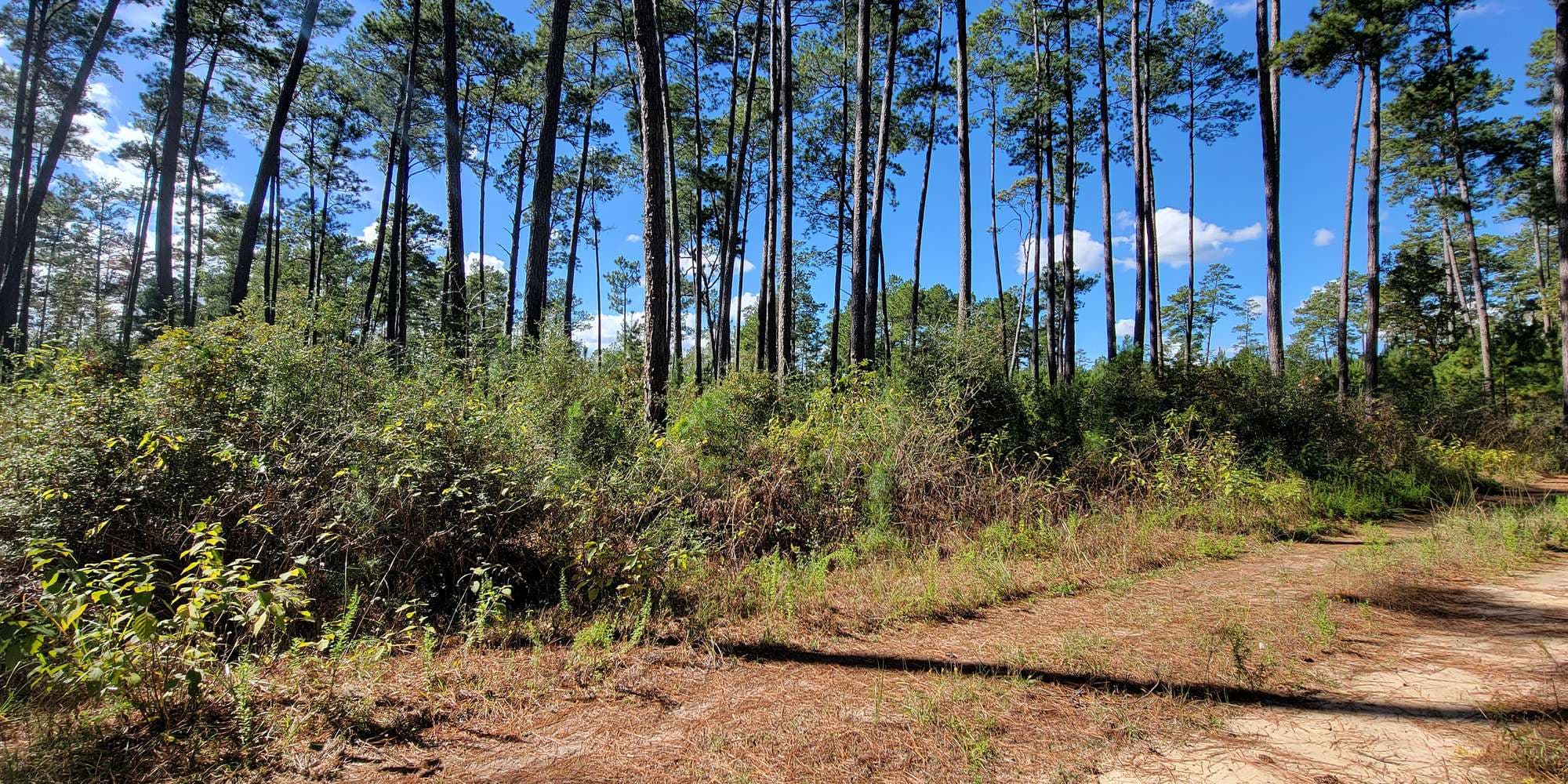 Second image to compare