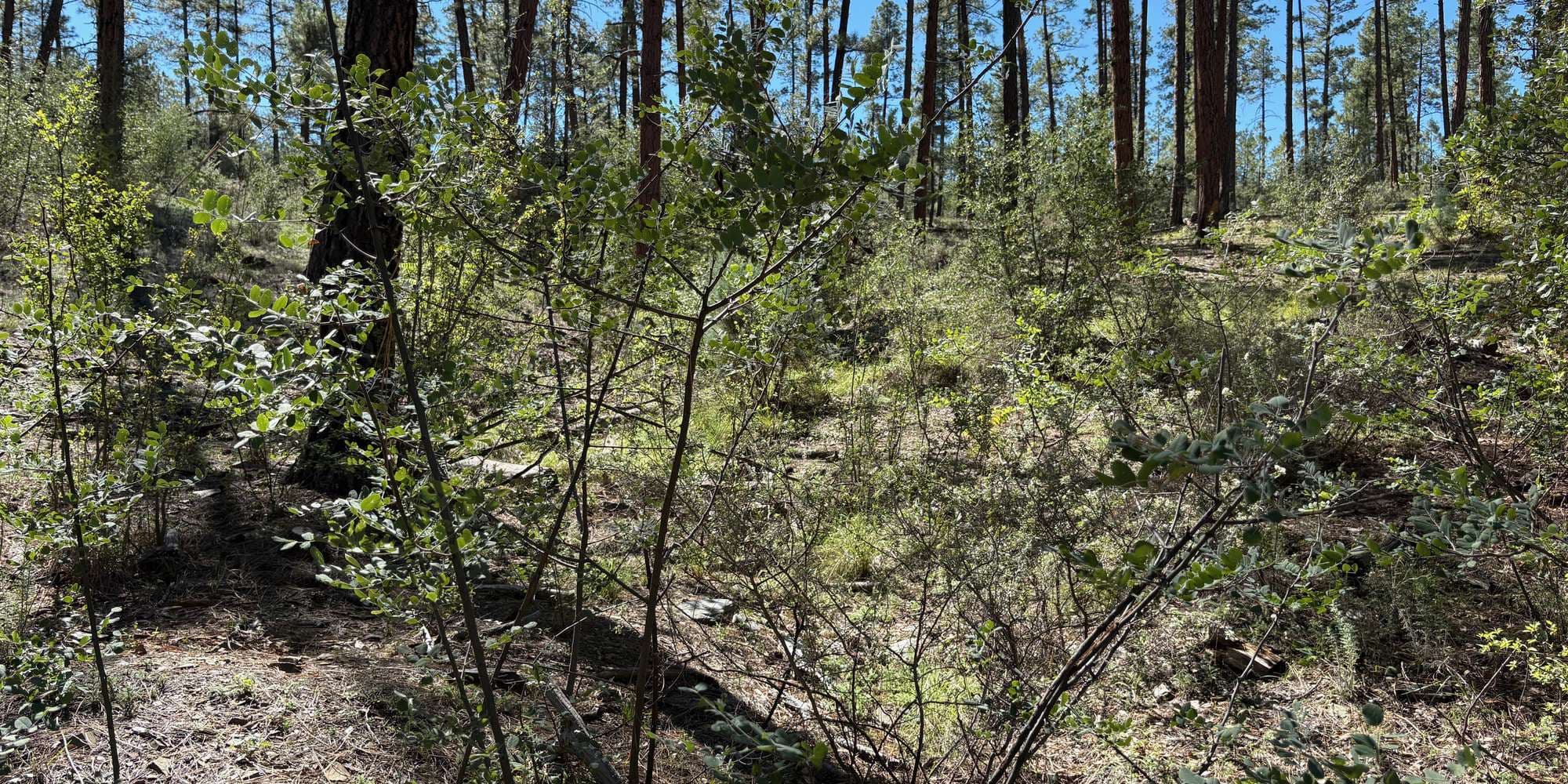 Second image to compare