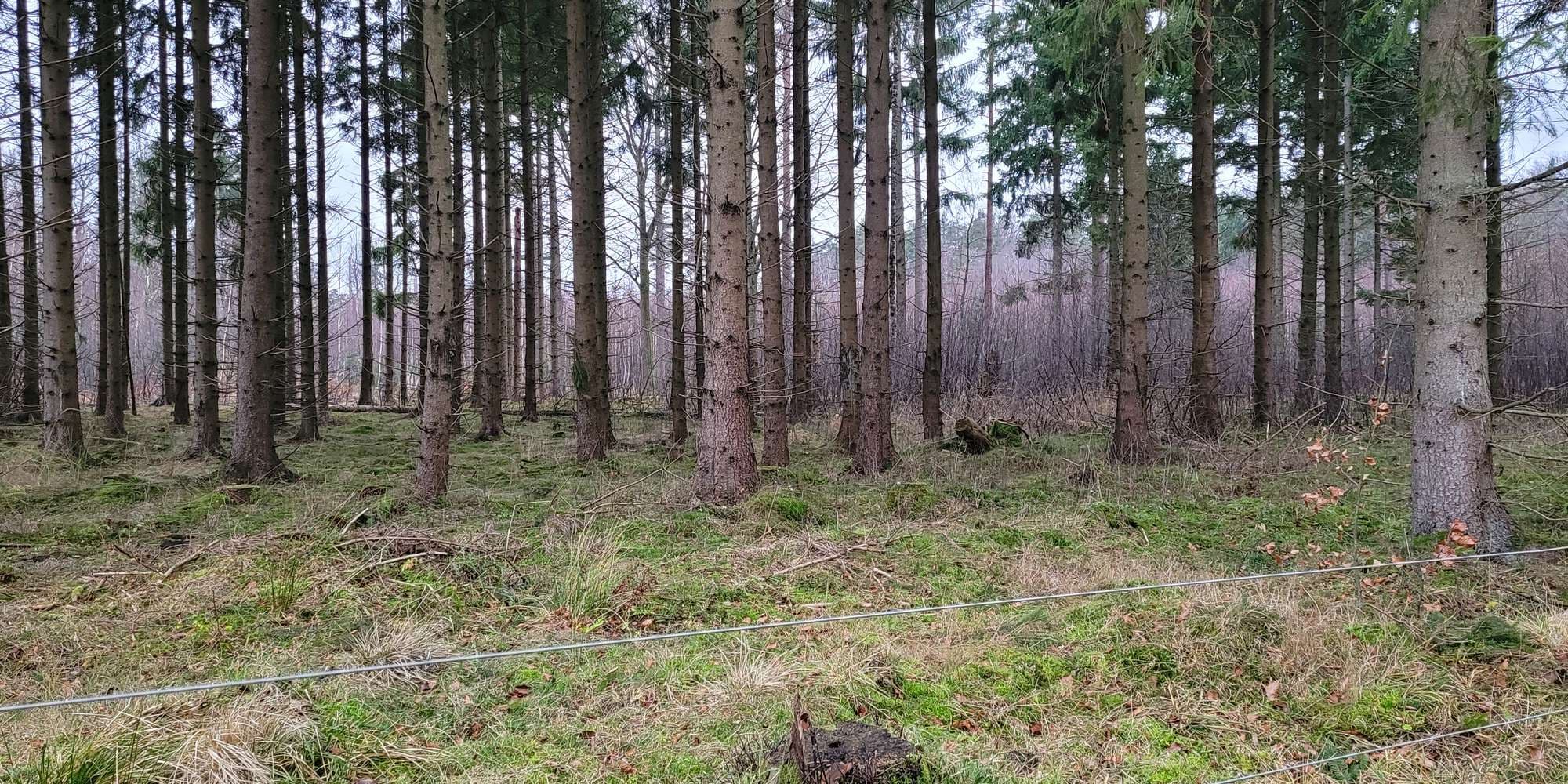 Second image to compare