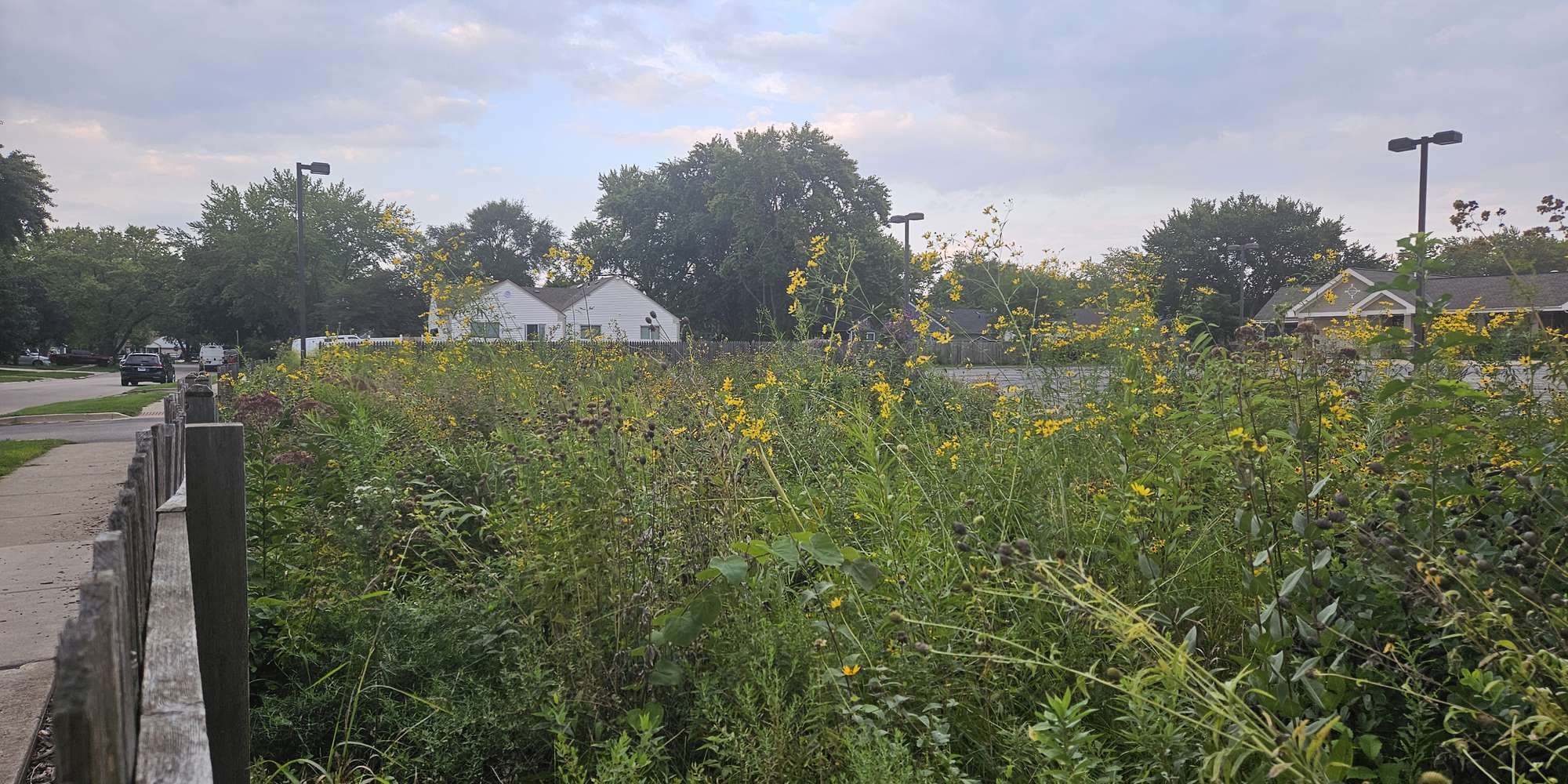 Second image to compare