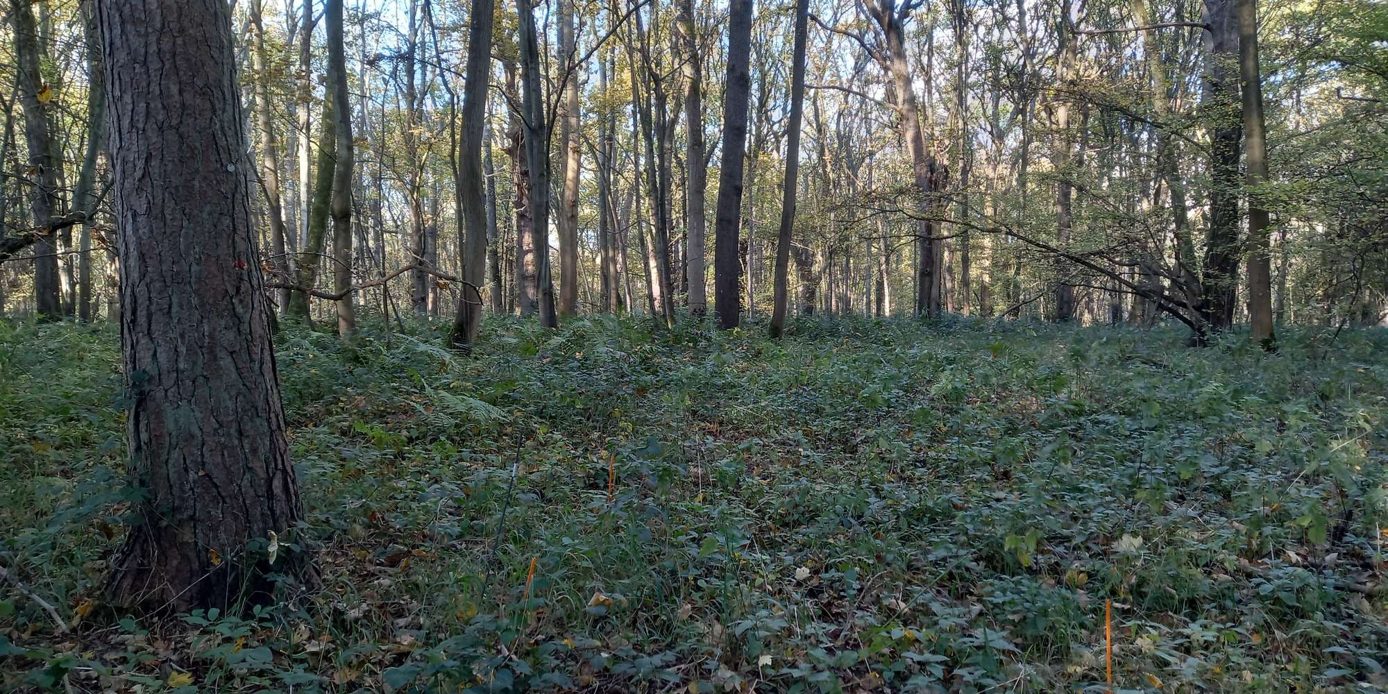 Second image to compare