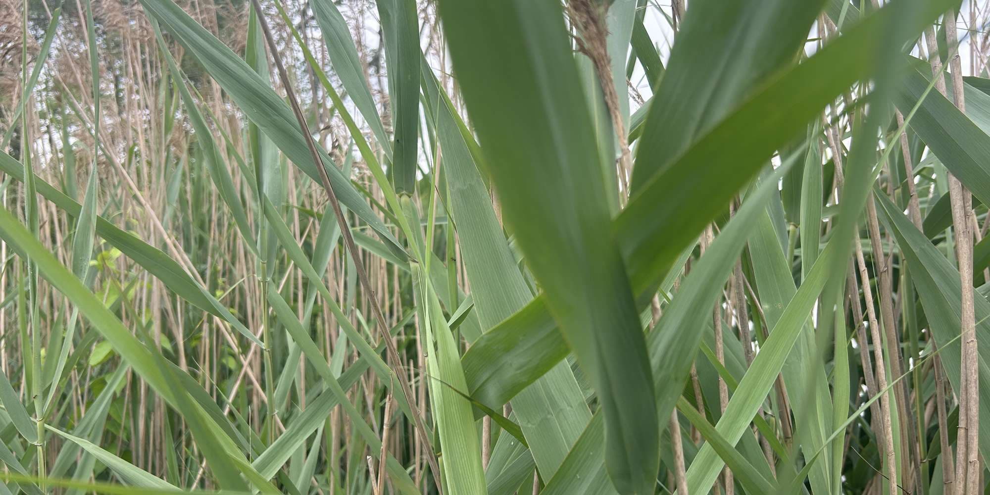 Second image to compare