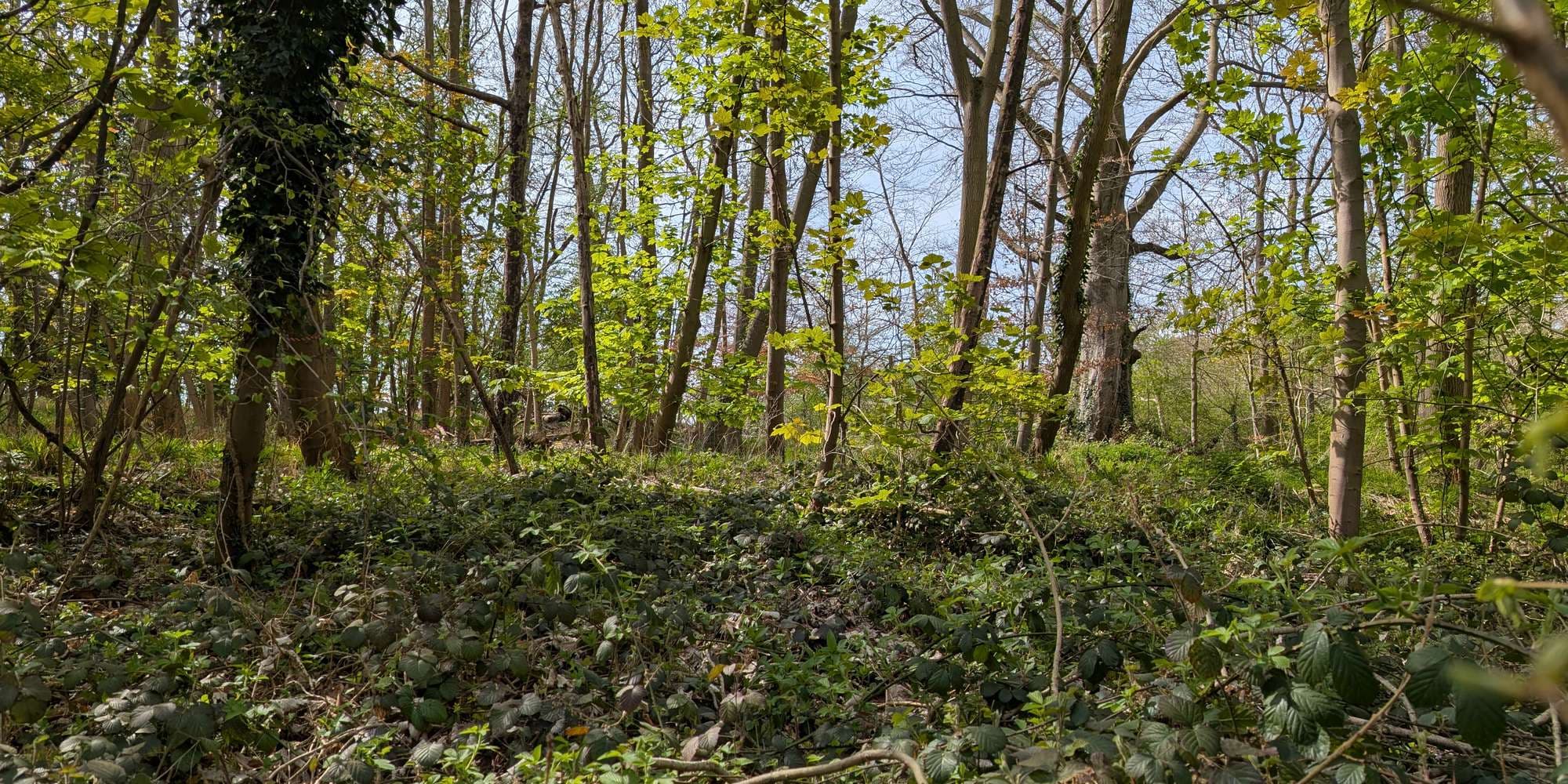 Second image to compare