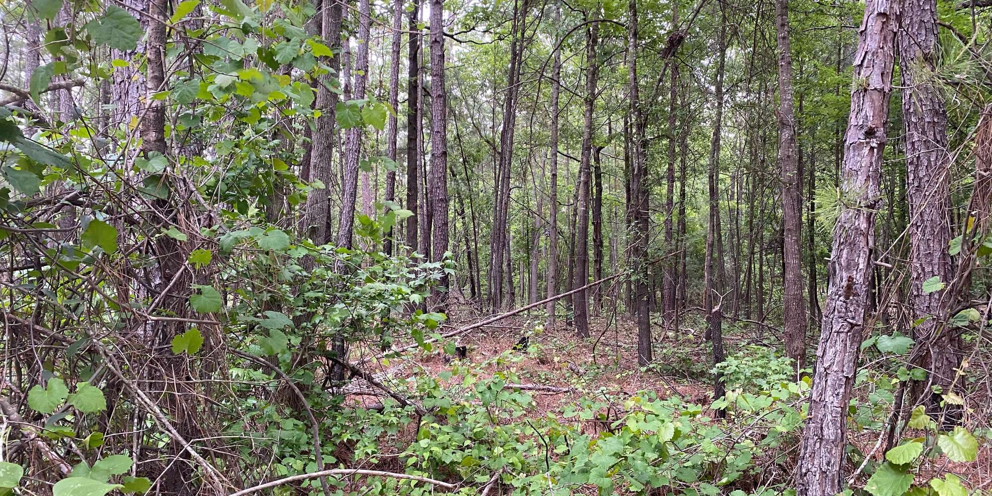 First image to compare