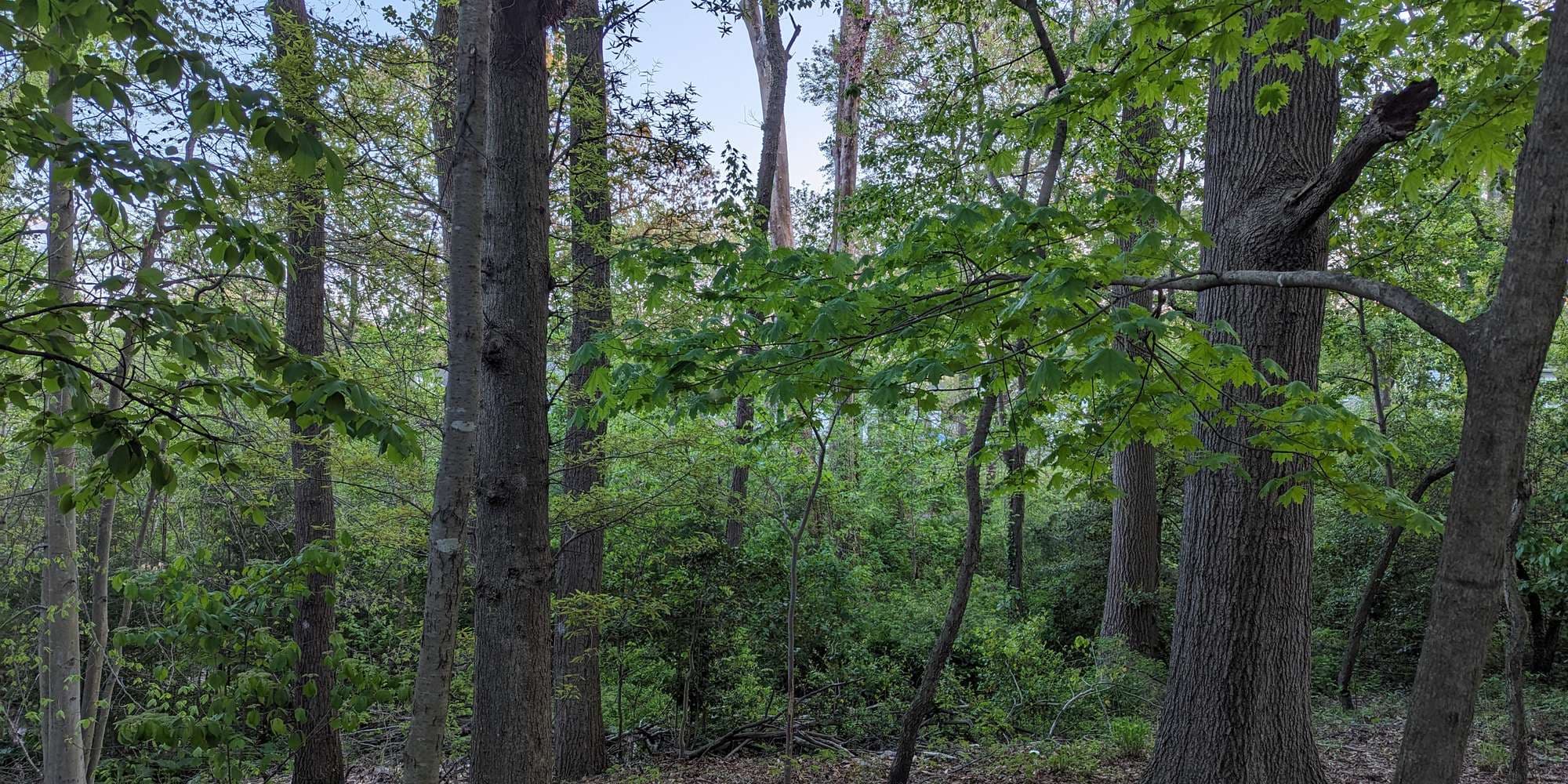 First image to compare