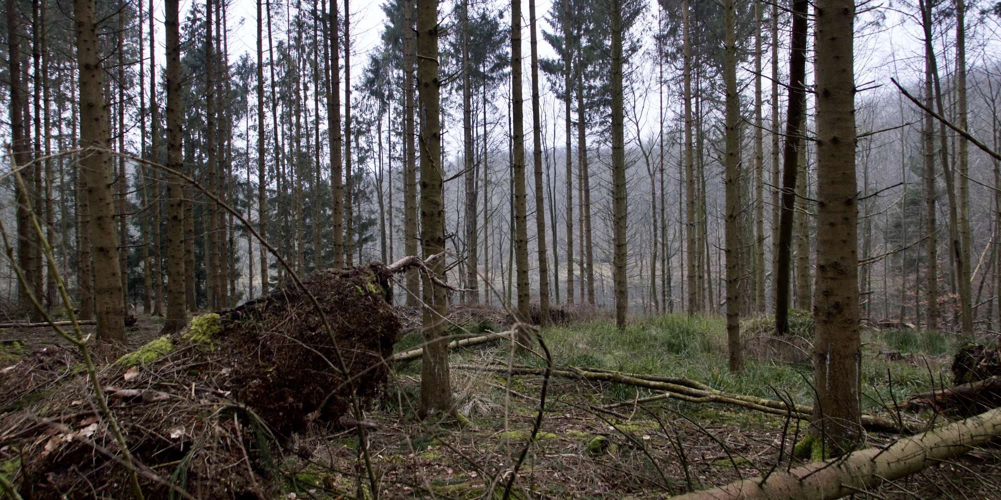 First image to compare