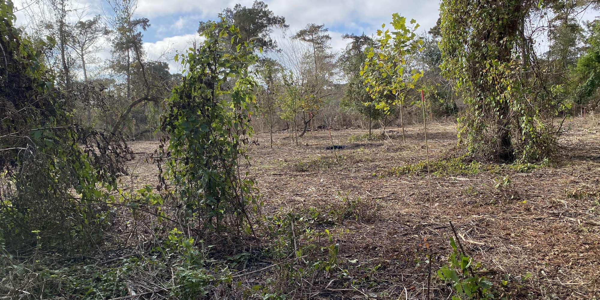 Second image to compare