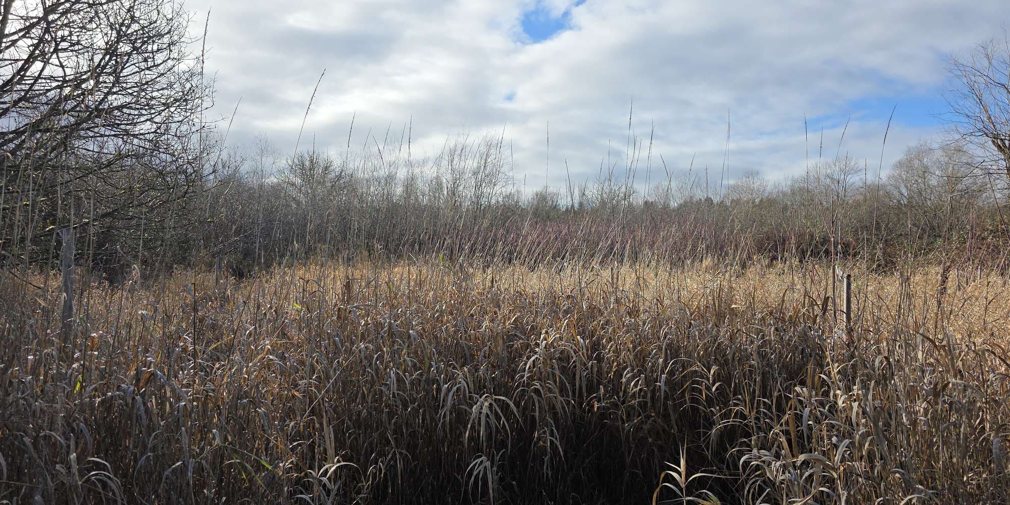 Second image to compare