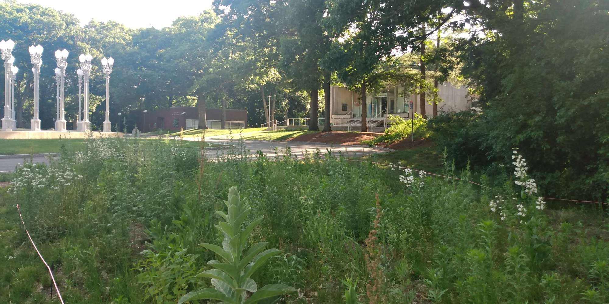 Second image to compare