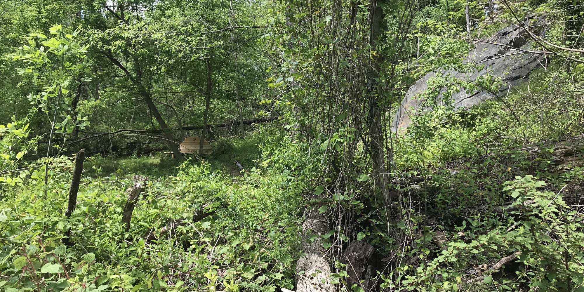 First image to compare