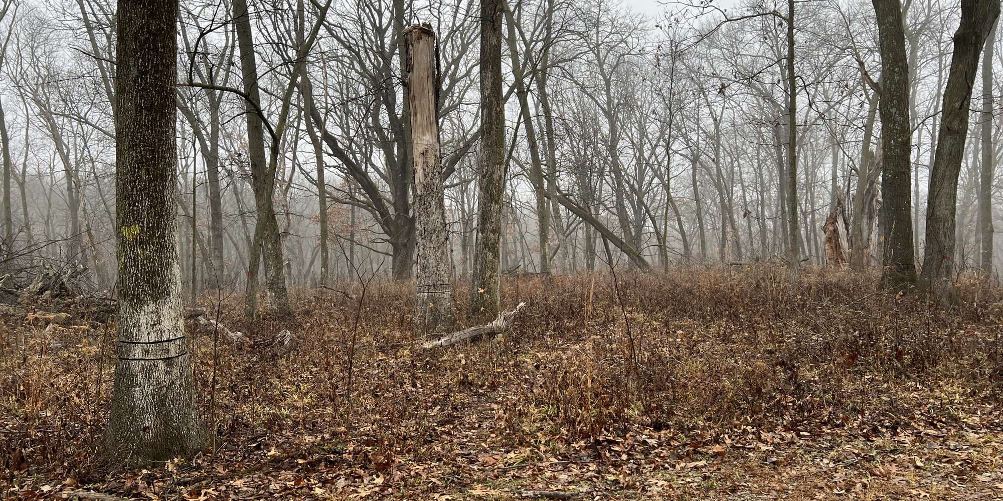 Second image to compare