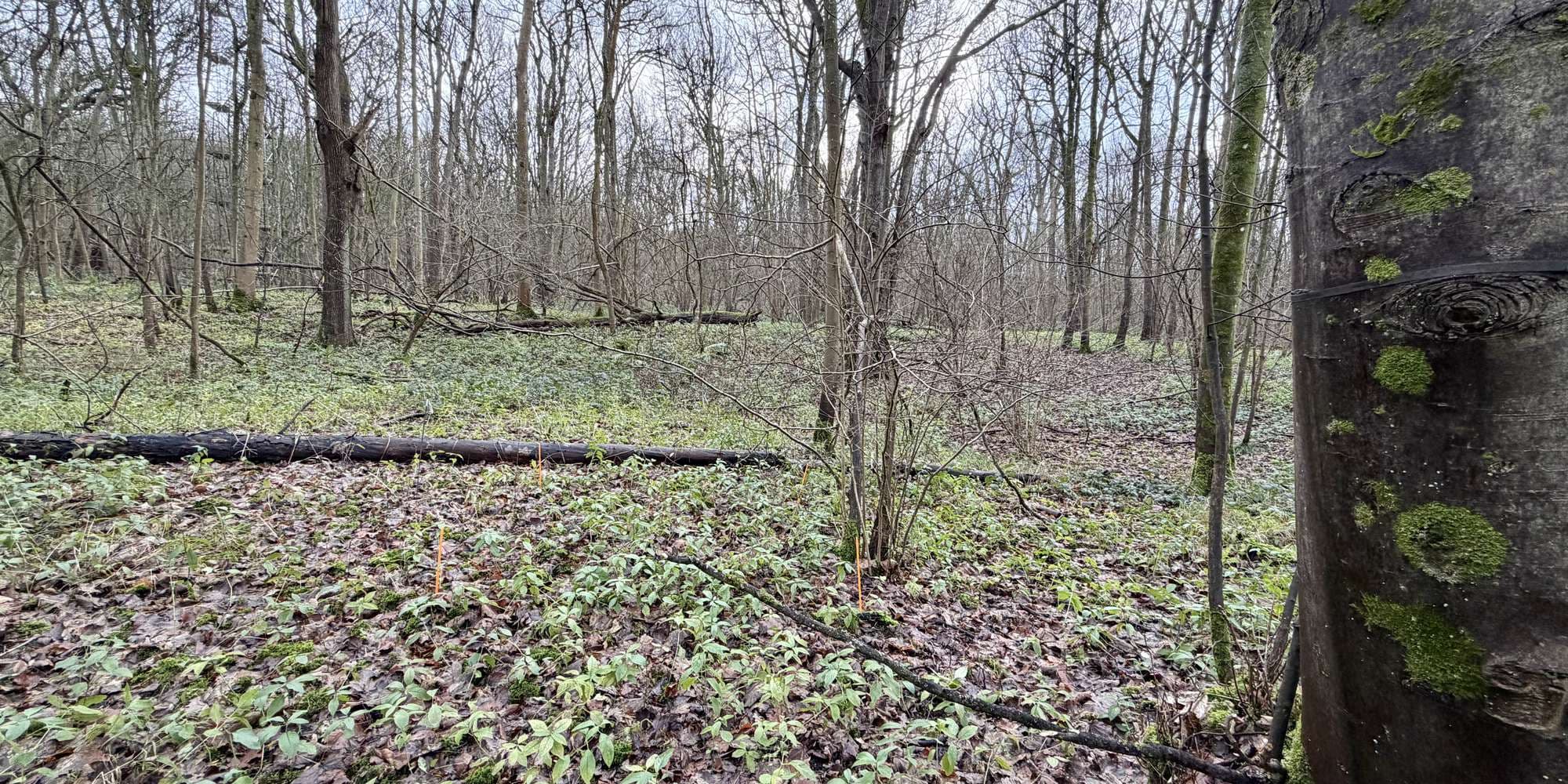 Second image to compare