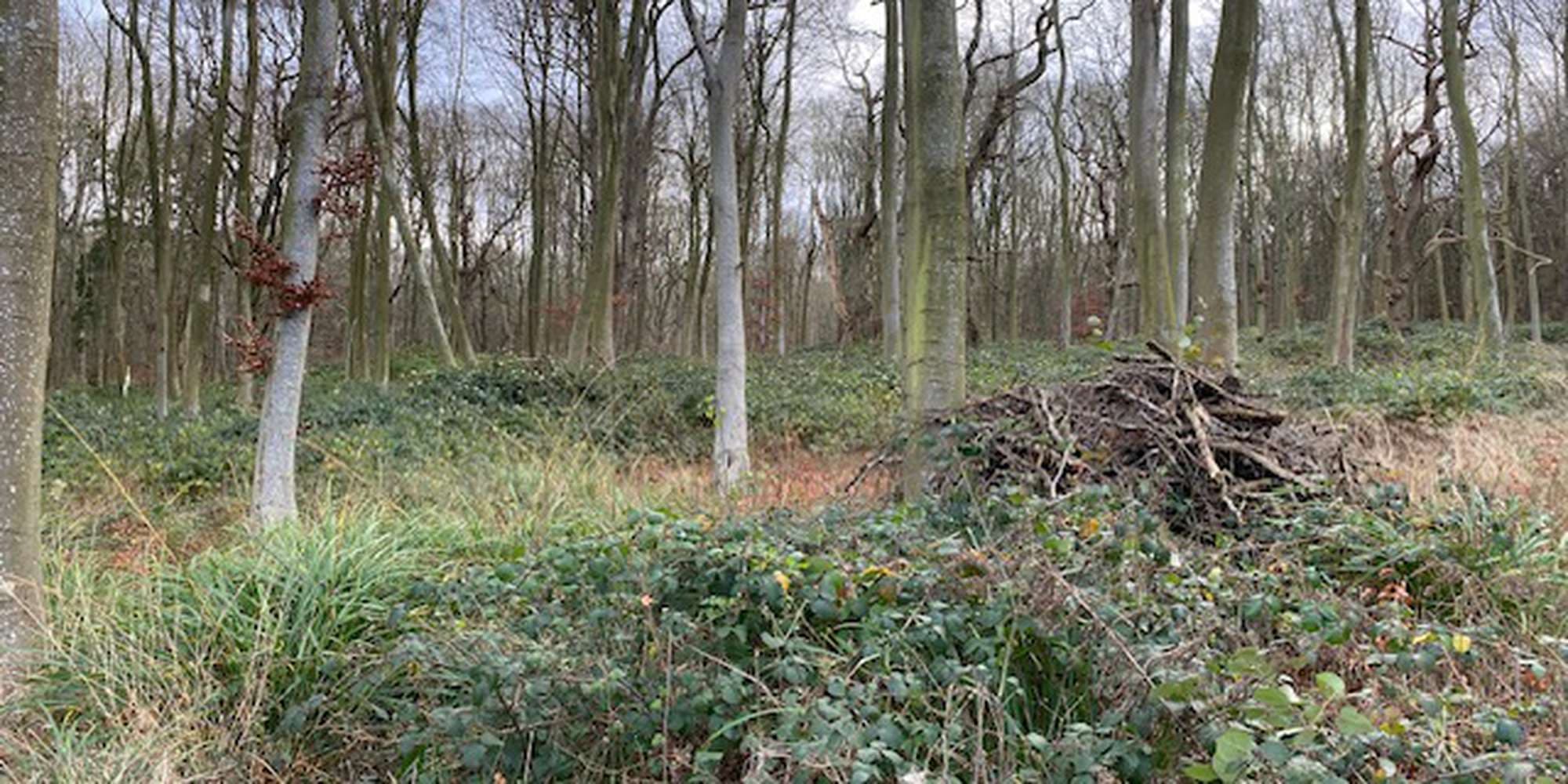 Second image to compare