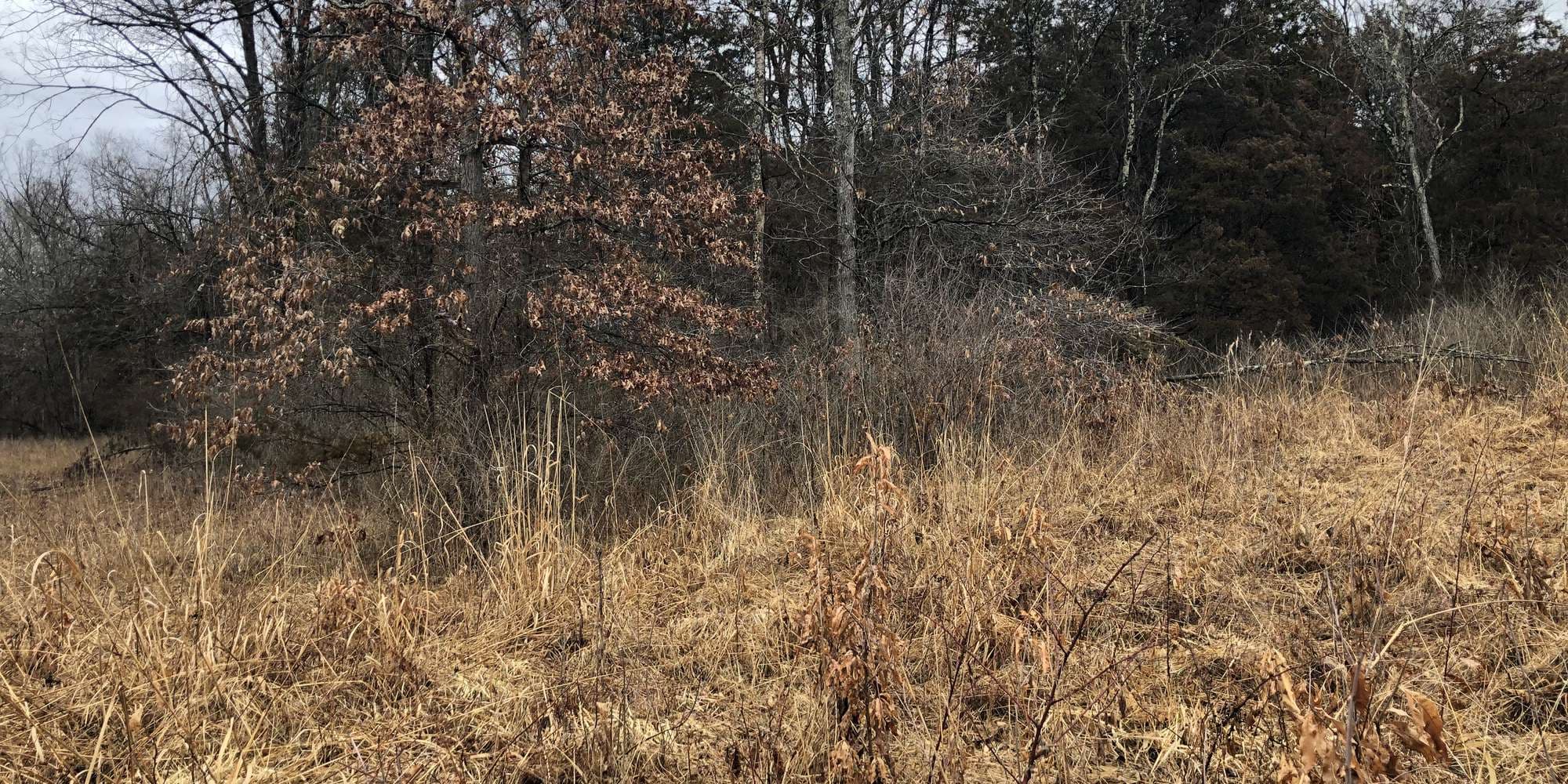 First image to compare