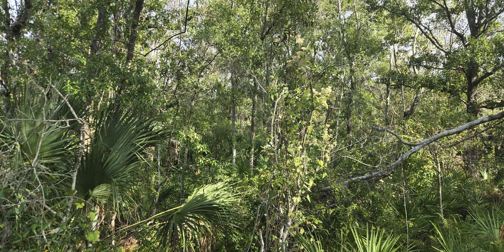 Second image to compare