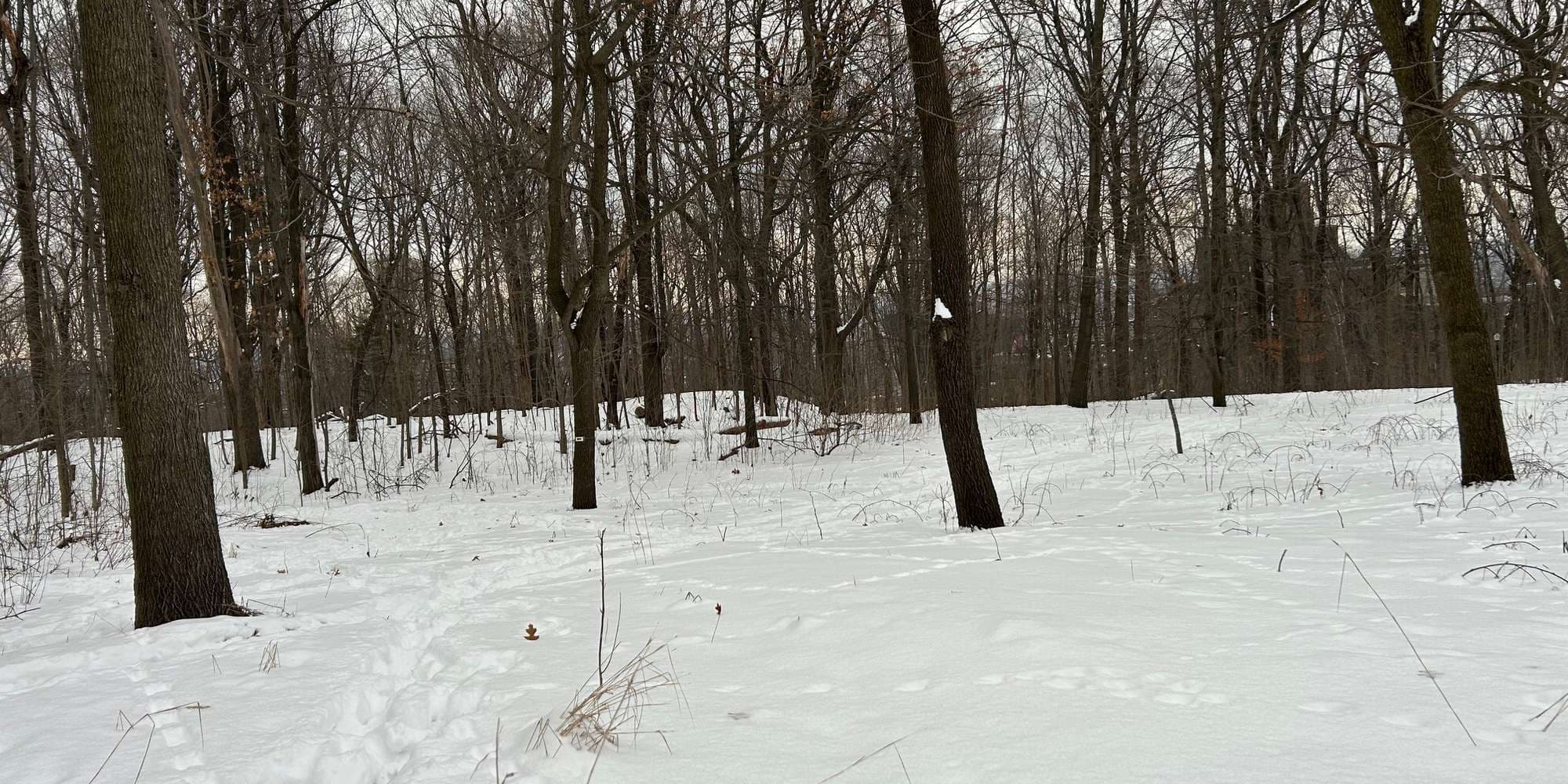 Second image to compare