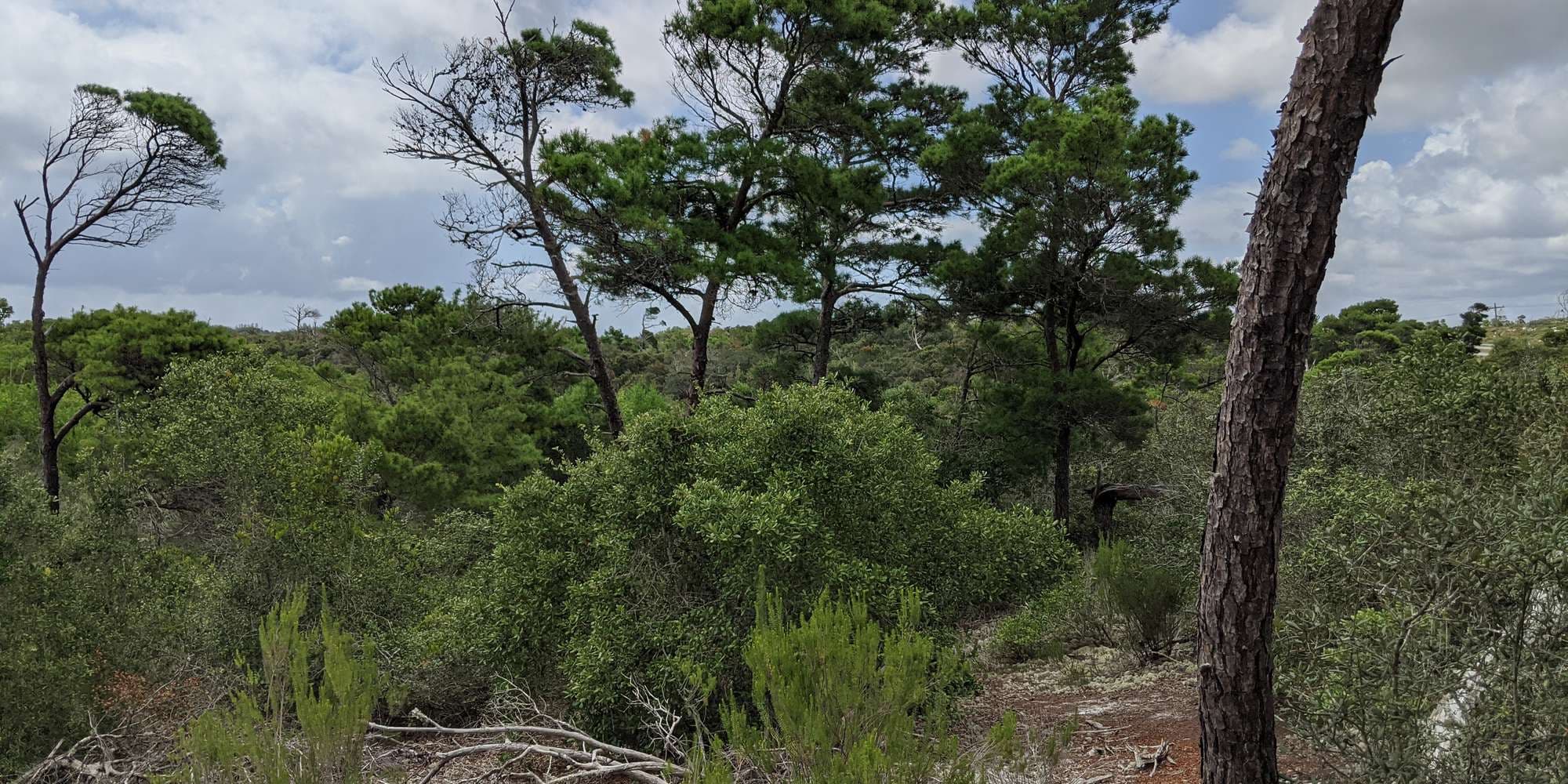 First image to compare