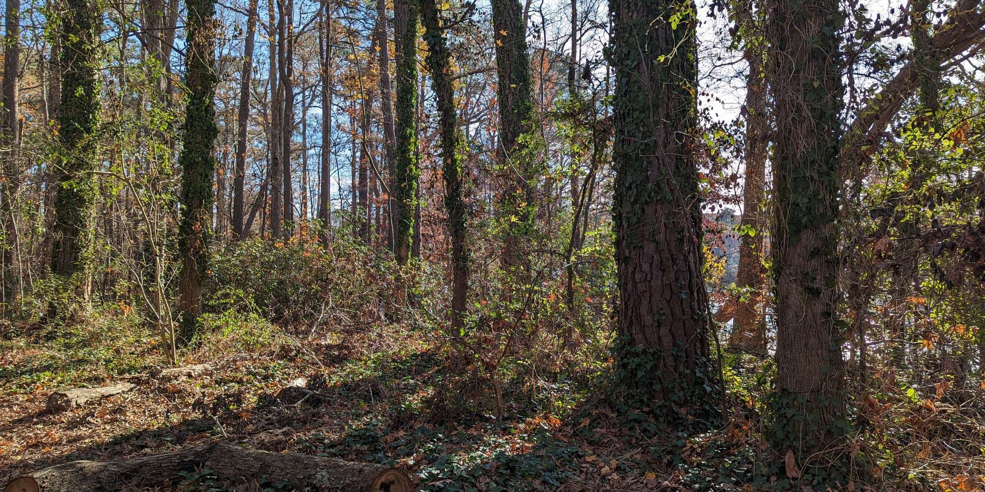 First image to compare