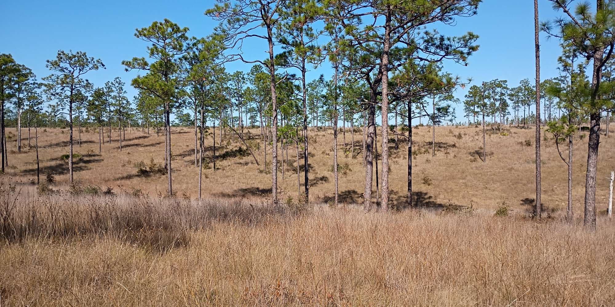 Second image to compare