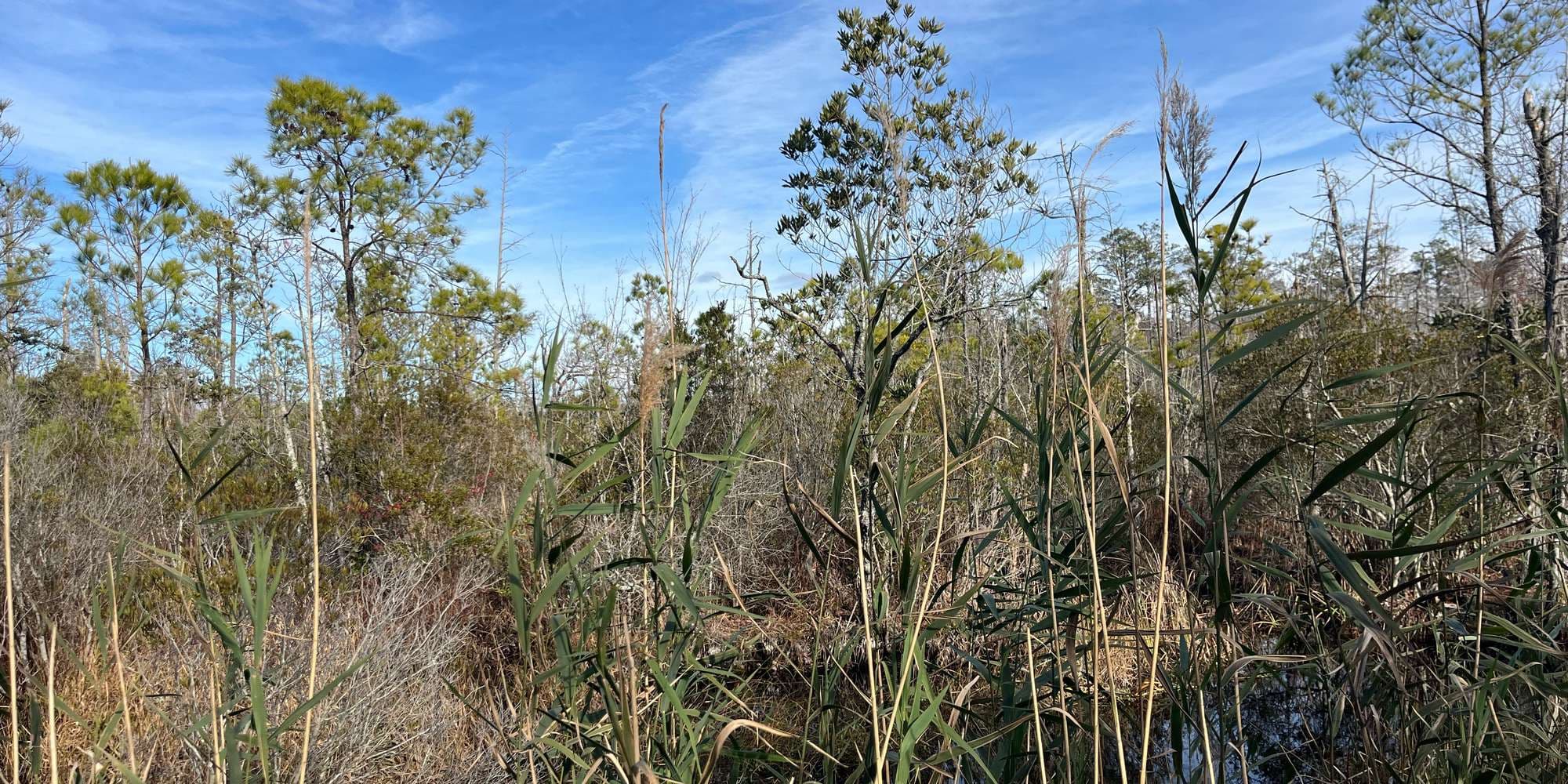 Second image to compare