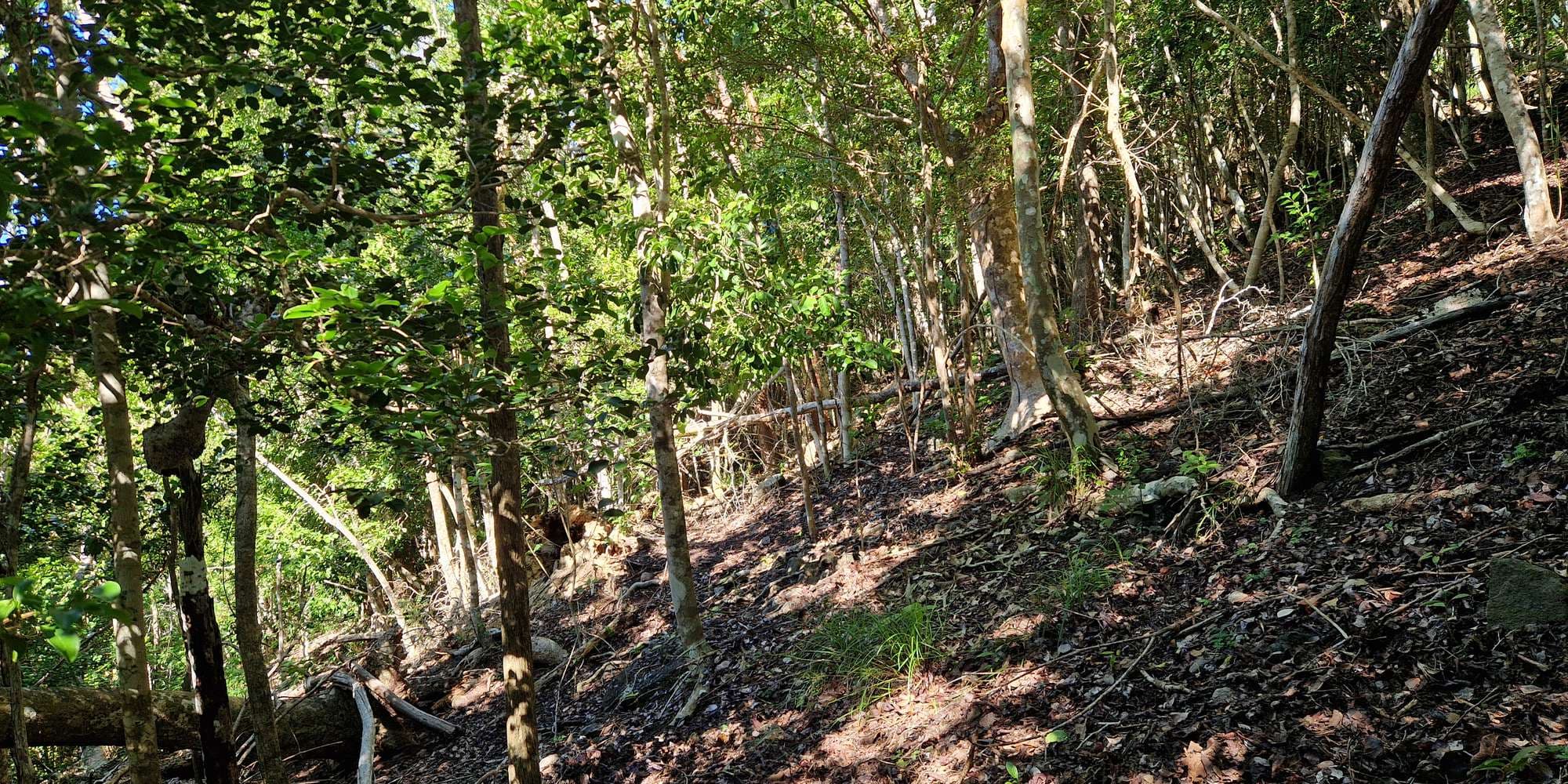 Second image to compare