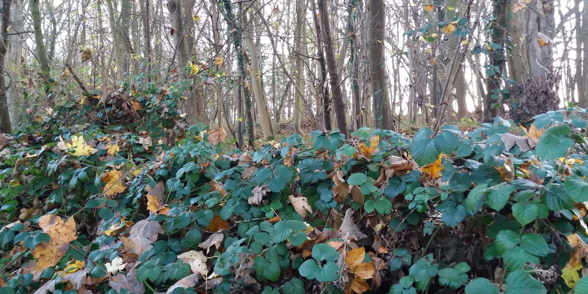 First image to compare