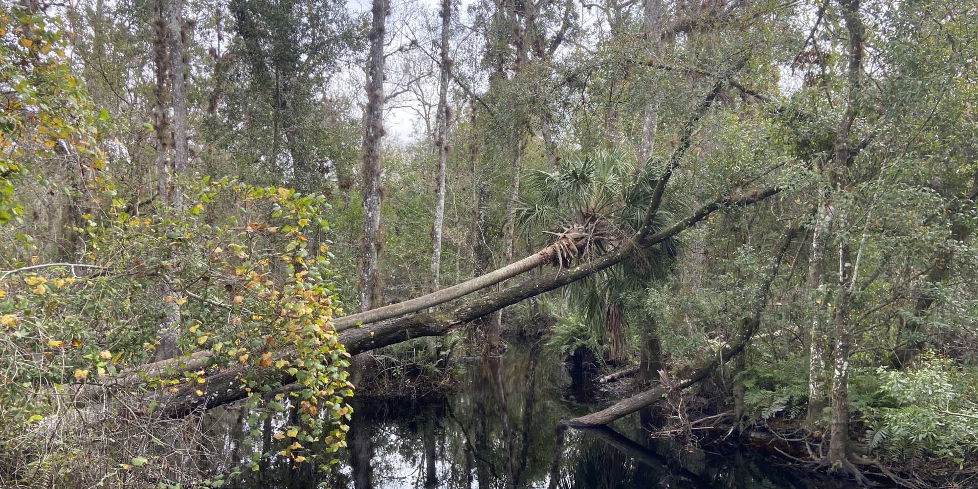 Second image to compare