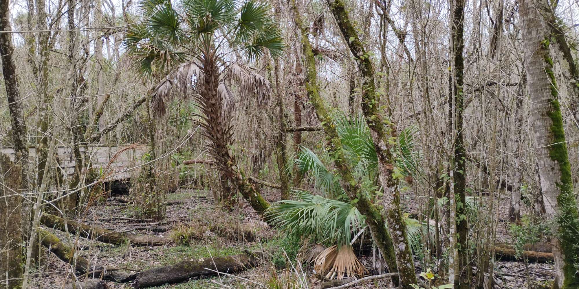 Second image to compare