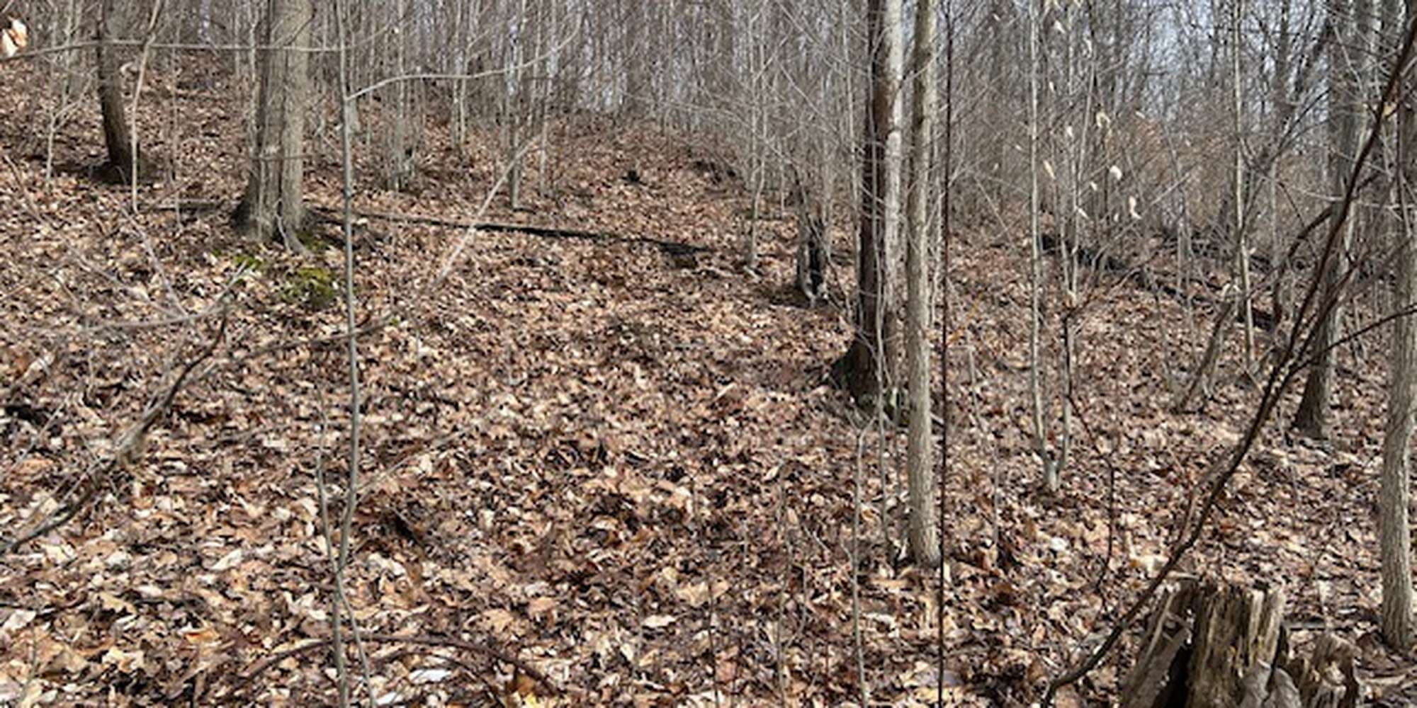 Second image to compare