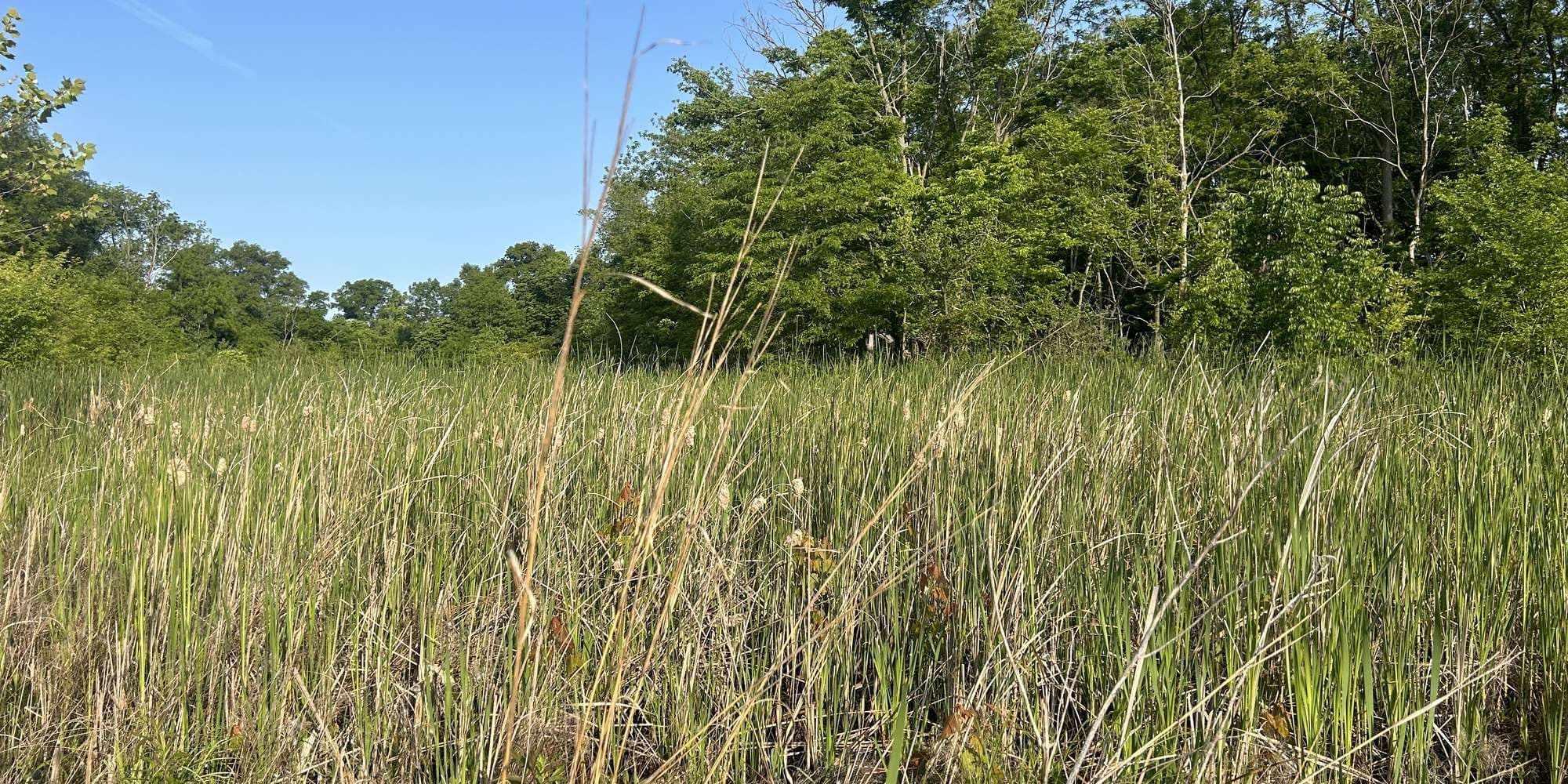 Second image to compare