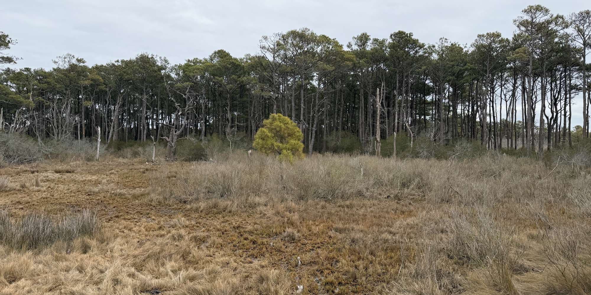 Second image to compare