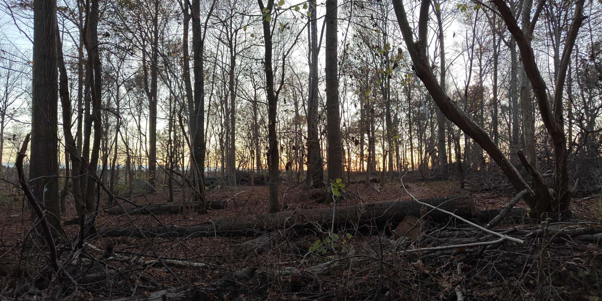 Second image to compare