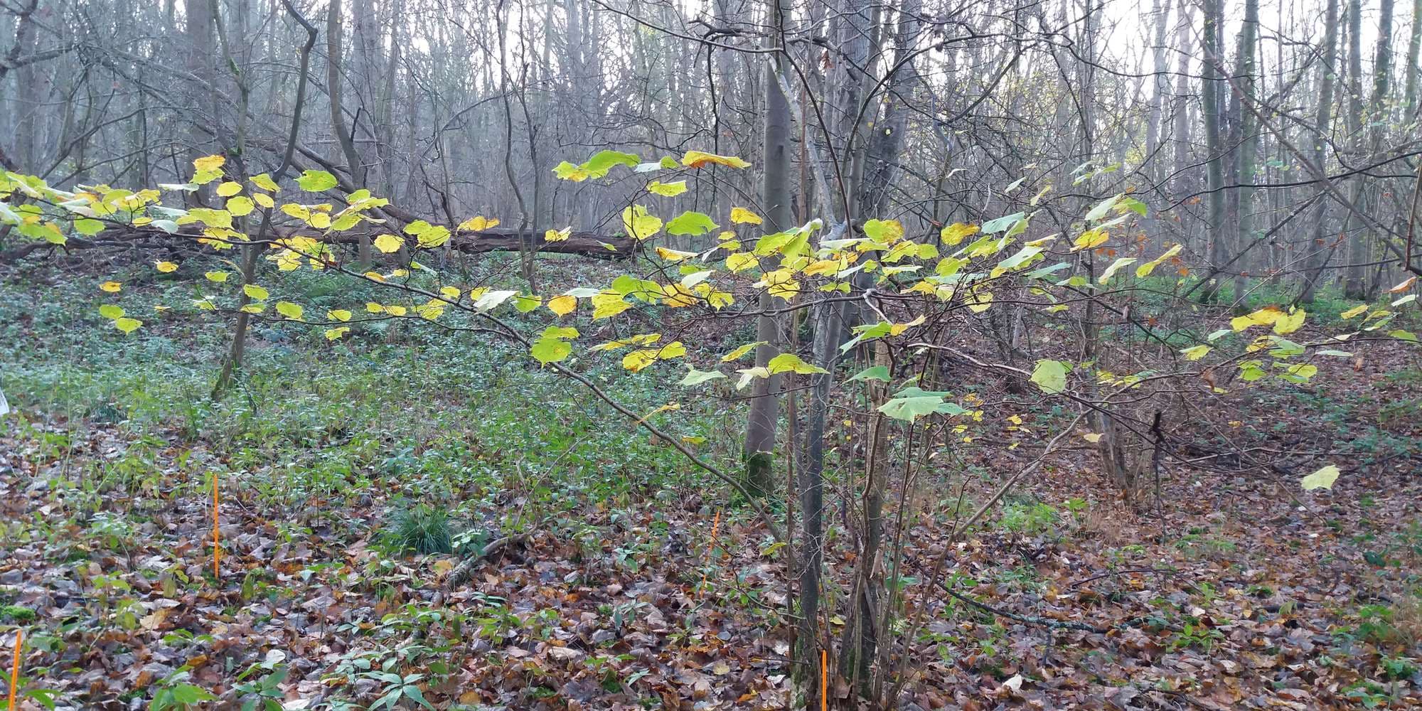 First image to compare