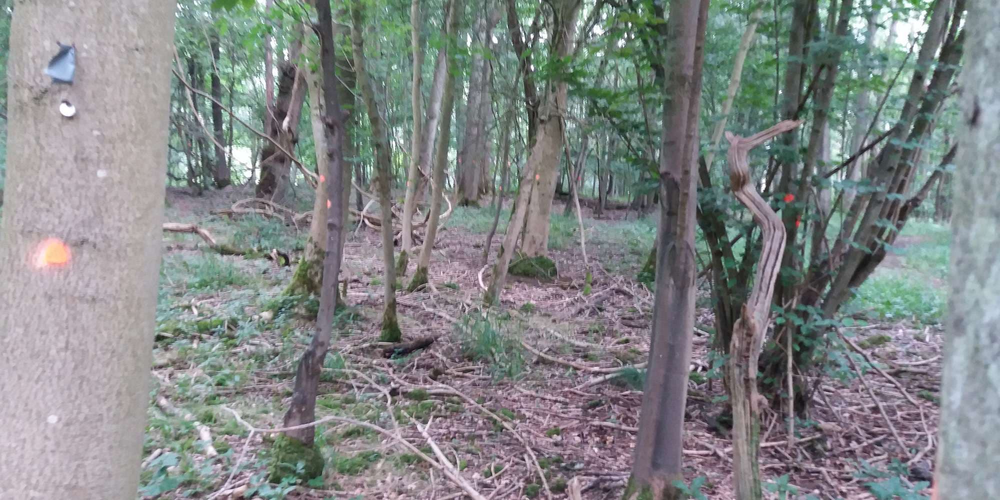 First image to compare