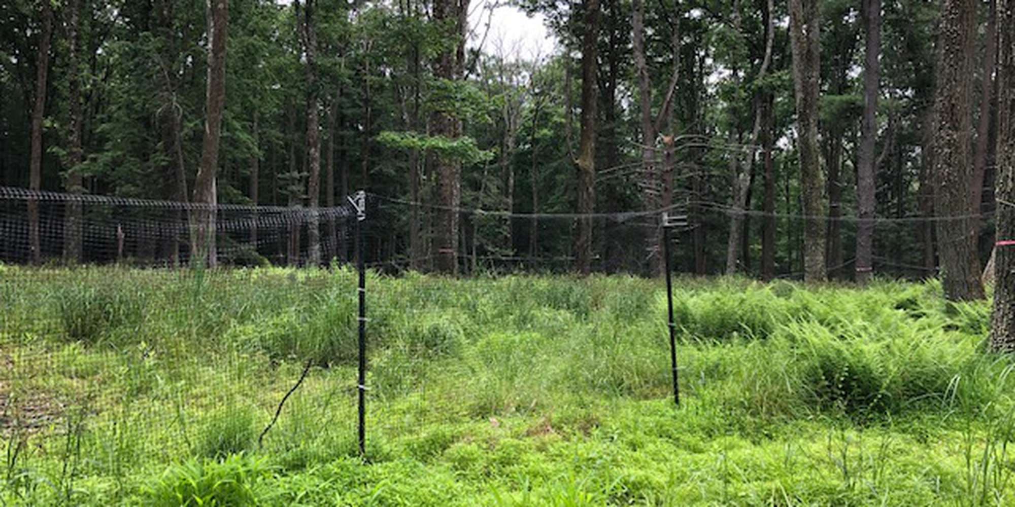 First image to compare